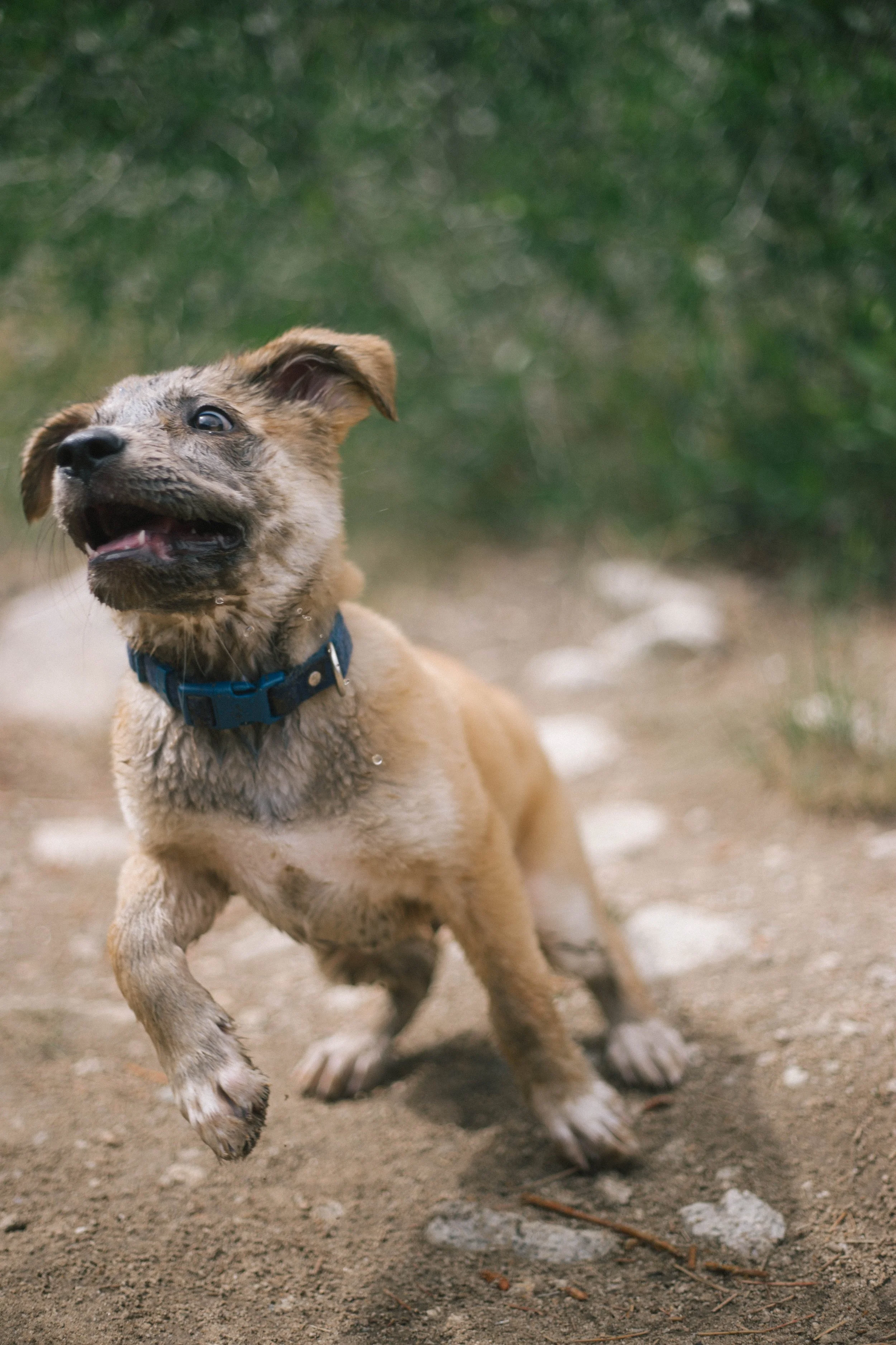 A wet, happy puppy with a blue collar playing on a dirt path with green foliage in the background.
