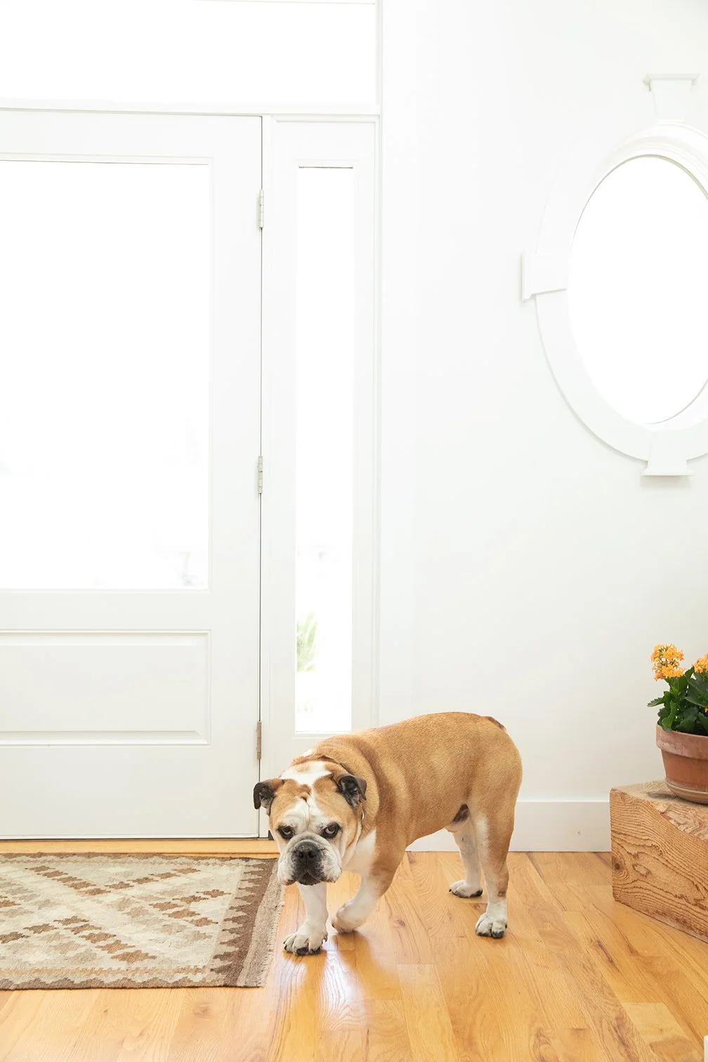 Hampton Bays family photo of dog