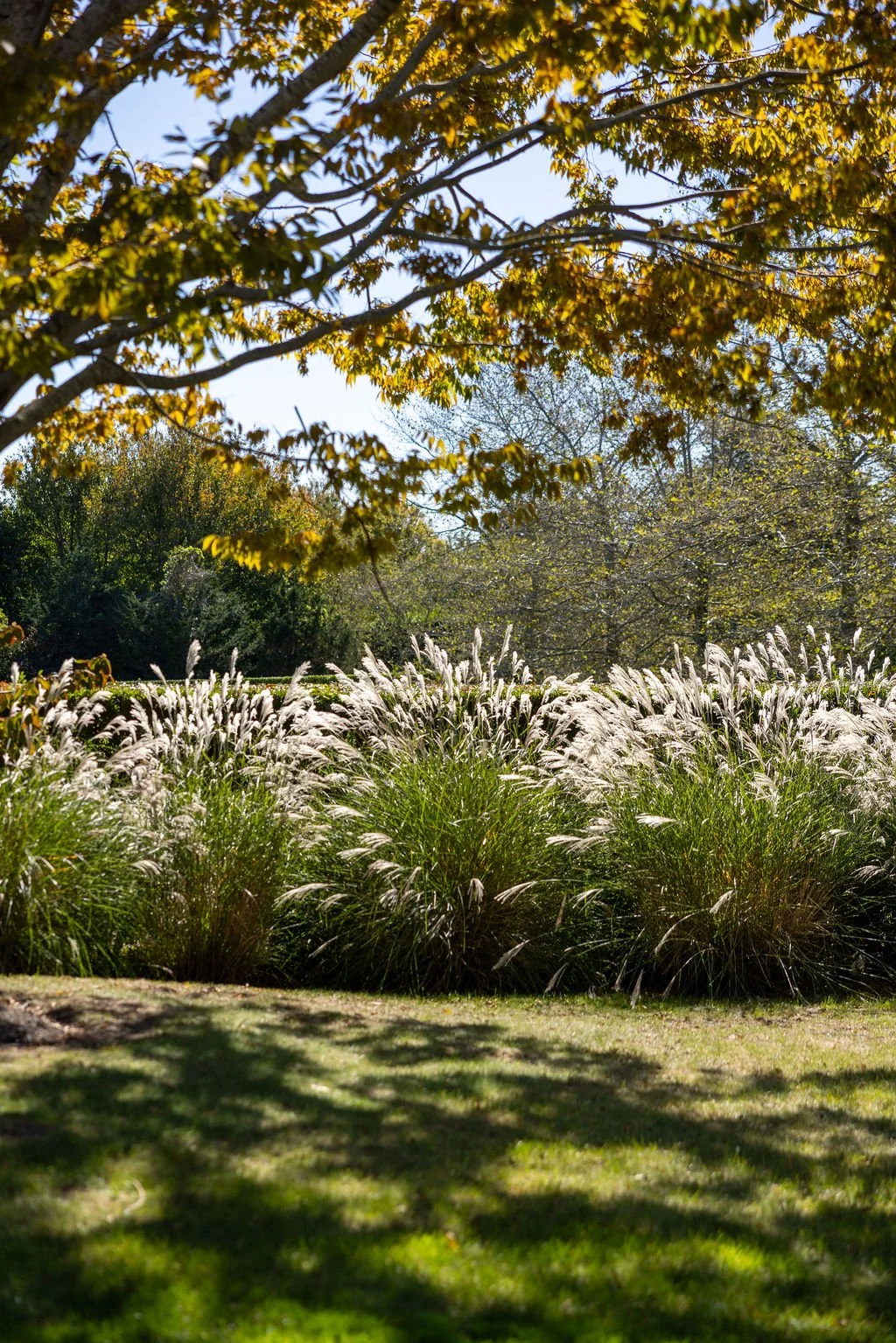 Hamptons-lifestyle-photographer-grasses-in-summer.jpg