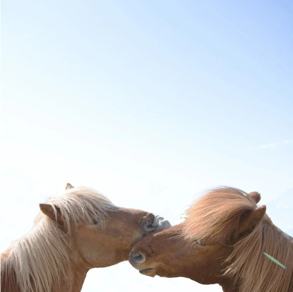 Two horses touching noses against a clear blue sky