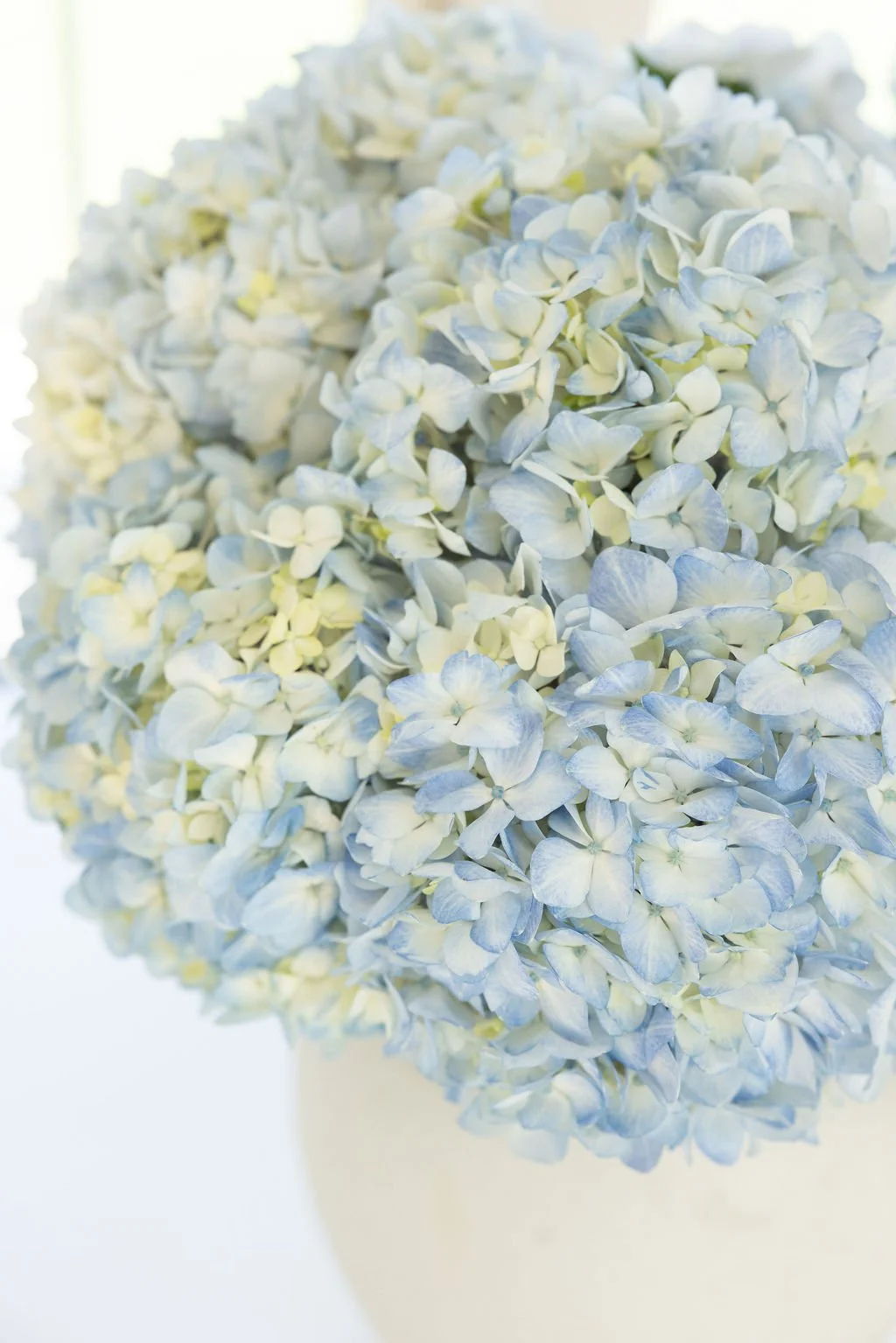 Hamptons-blue-hydrangea.jpg