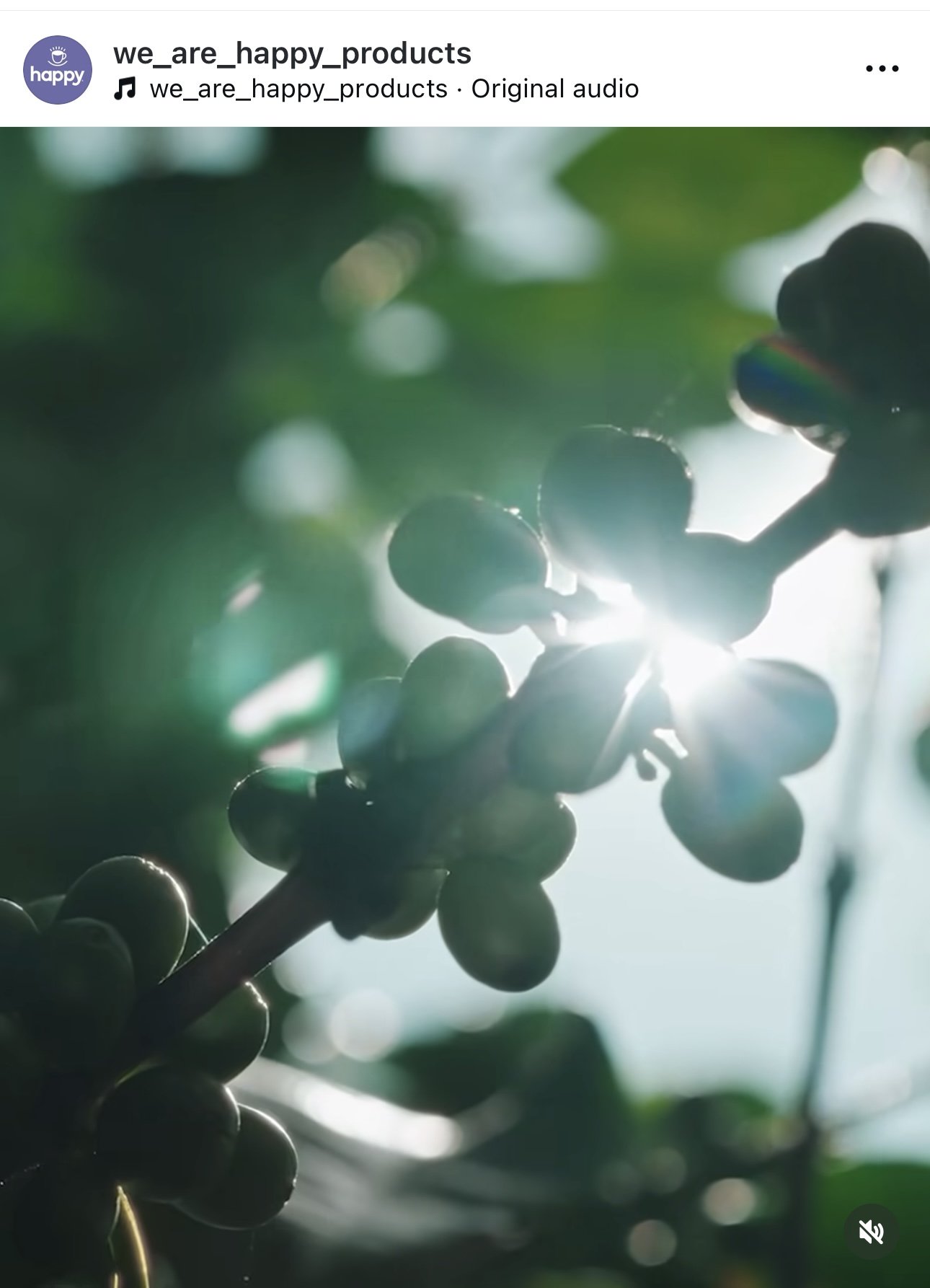 Close-up of a bunch of dark grapes on a vine backlit by sunlight, with a blurred natural background.