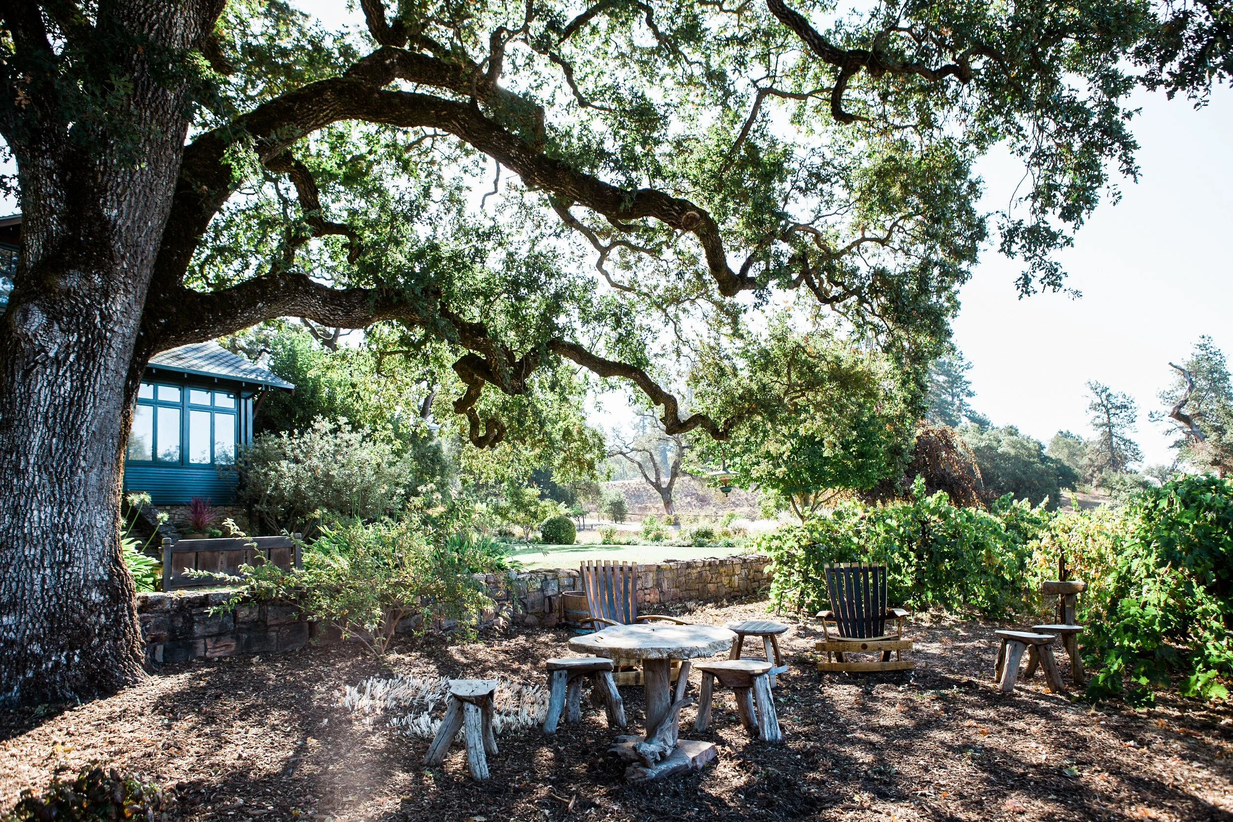 A large tree with thick branches and lush green leaves in a garden setting, with outdoor seating including chairs and a stone table, and a blue building partially visible in the background.
