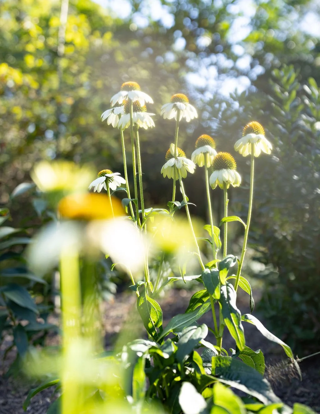 Amagansett-Lifestyle-Photographer-landscape-garden.jpg
