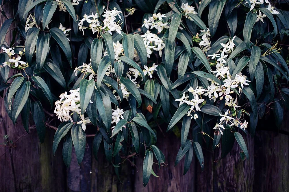 White flowering plant with long green leaves growing on a wooden fence