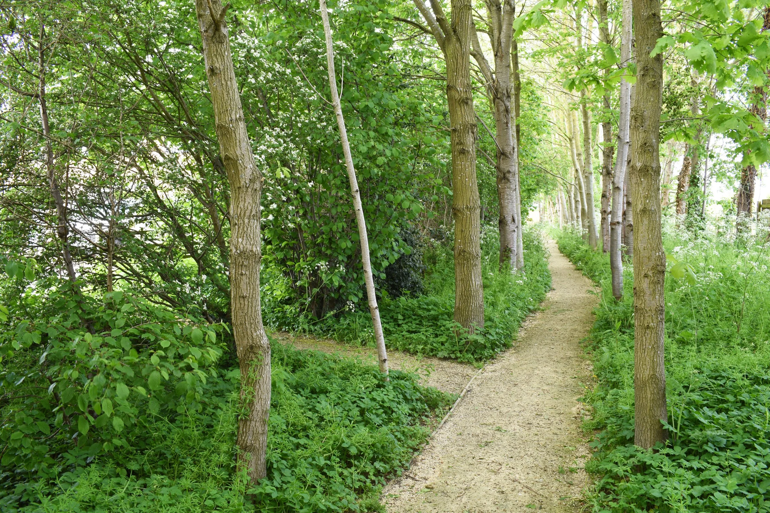 Collingham Brook Woodland walk.jpg