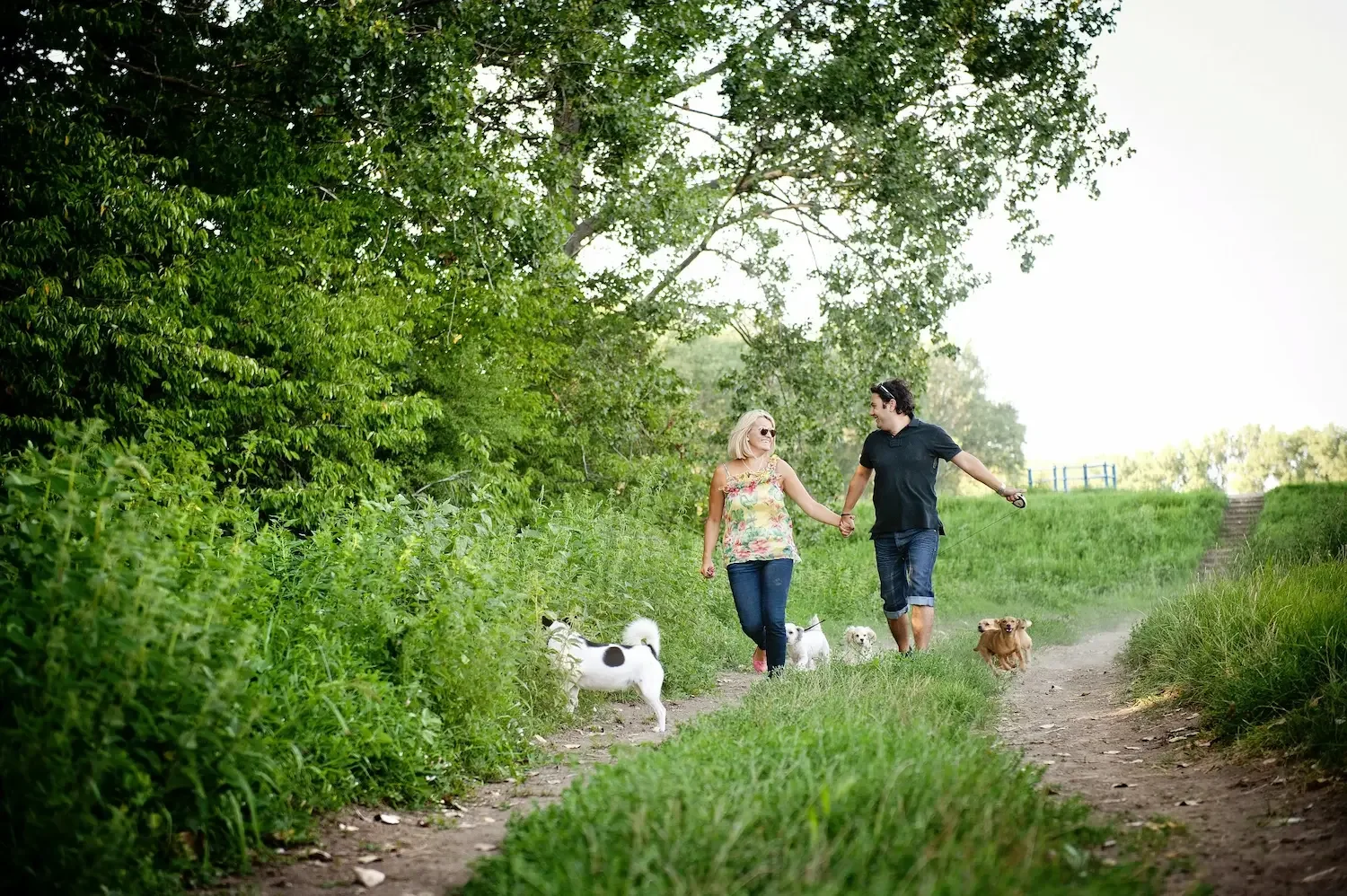 A couple walking hand in hand on a trail with four dogs in a green park or natural area.