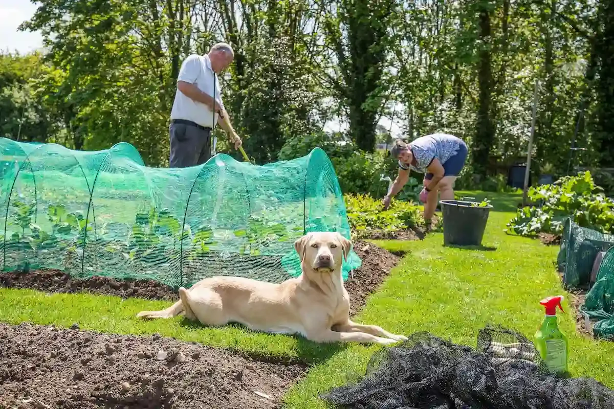 Two people working in a garden with a dog lying on the grass nearby. The garden has rows of plants covered with mesh, and there are trees in the background.