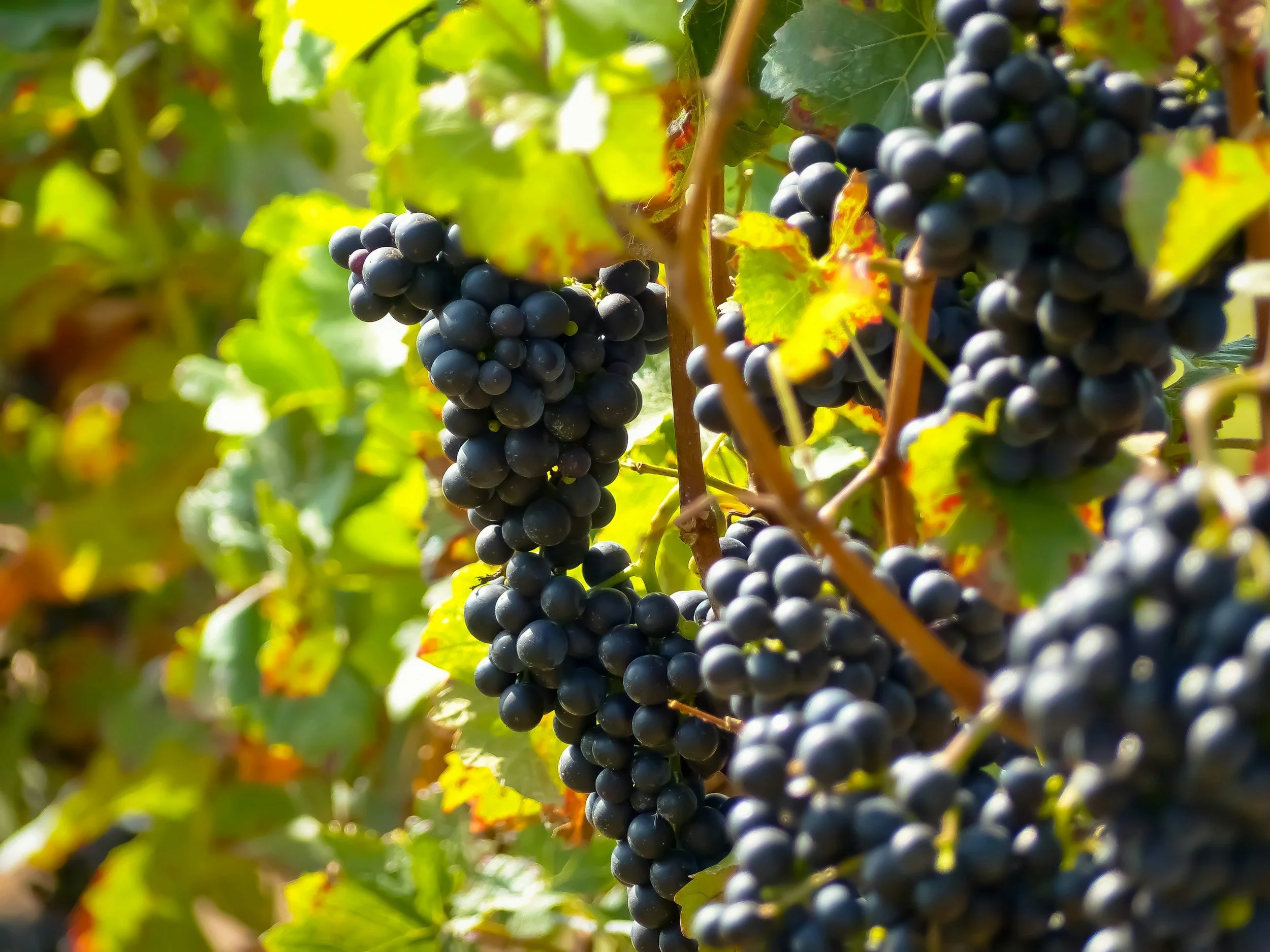 Racimos de uvas negras en una vid con hojas verdes.