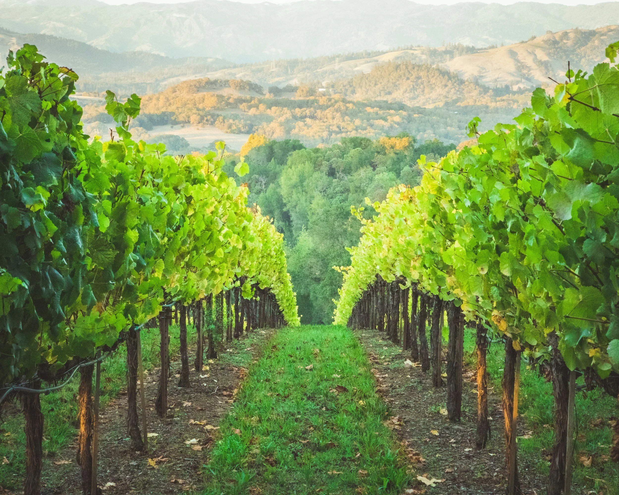 Viñedos en un paisaje montañoso.