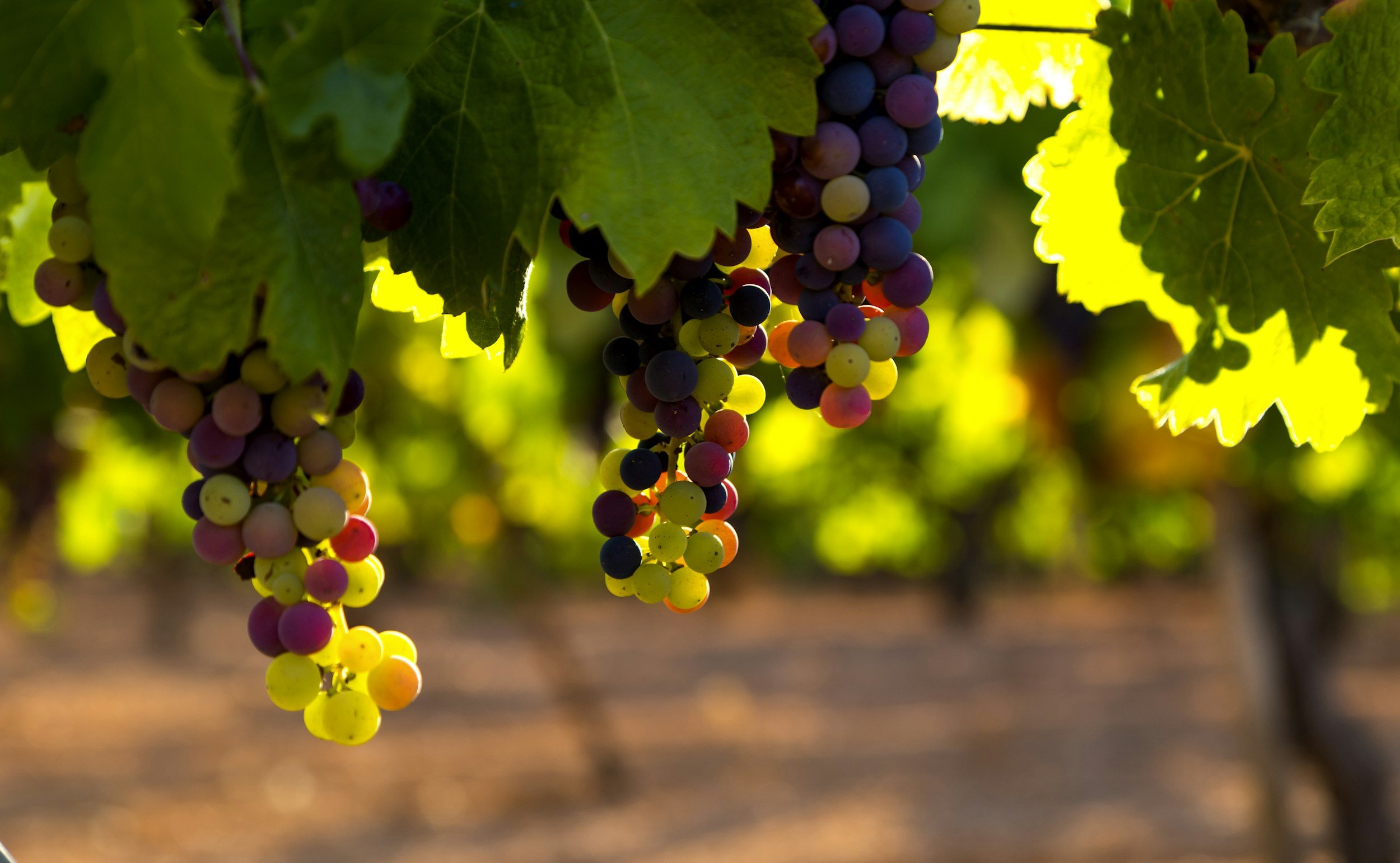 racimos de uvas moradas y verdes colgados de una vid con hojas verdes, en un viñedo