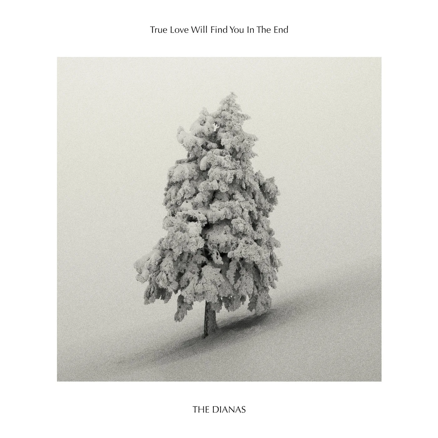 A snow-covered pine tree with a white background, titled "The Dianas" at the bottom and "True Love Will Find You In The End" at the top.