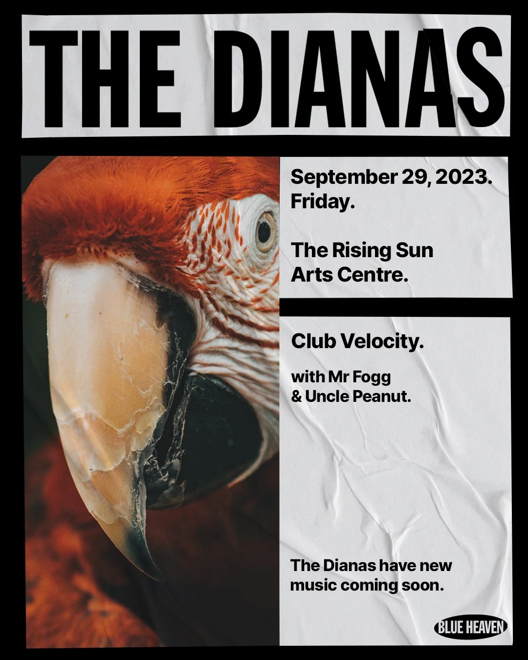 Concert poster for The Dianas featuring a close-up of a colorful parrot, providing event details including date, location, and performers.