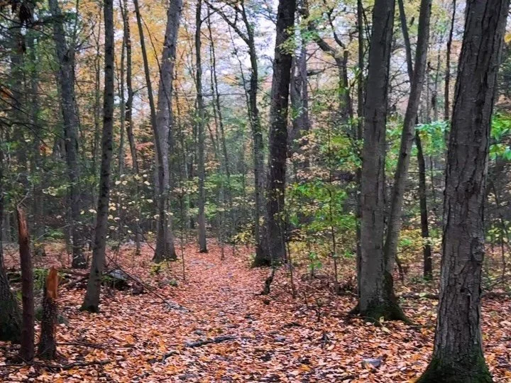 Even on a rainy day, Ringwood&rsquo;s trails are pure magic. 🌧️🌲 Turn up the volume and let the sound of rain falling through the forest calm your soul. What&rsquo;s your favorite Ringwood hike? 🌿👇 #Ringwood360 #RainyDayHike #NatureTherapy&rdquo;