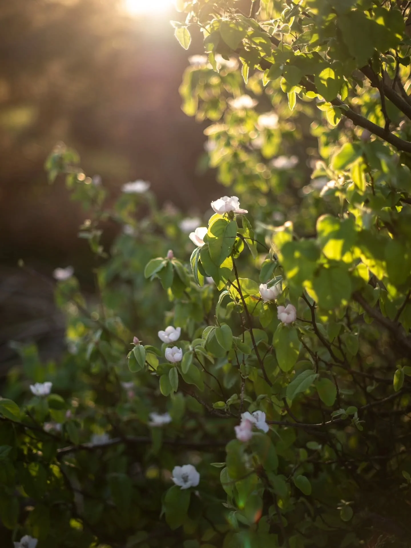 So we bought an abandoned olive farm... 

We wanted to share our story of leaving city life for a simpler, rural life 3 hours away from Cape Town. Although it sounds dreamy, it has definitely come with many challenges, surprises and tough times. Yes,