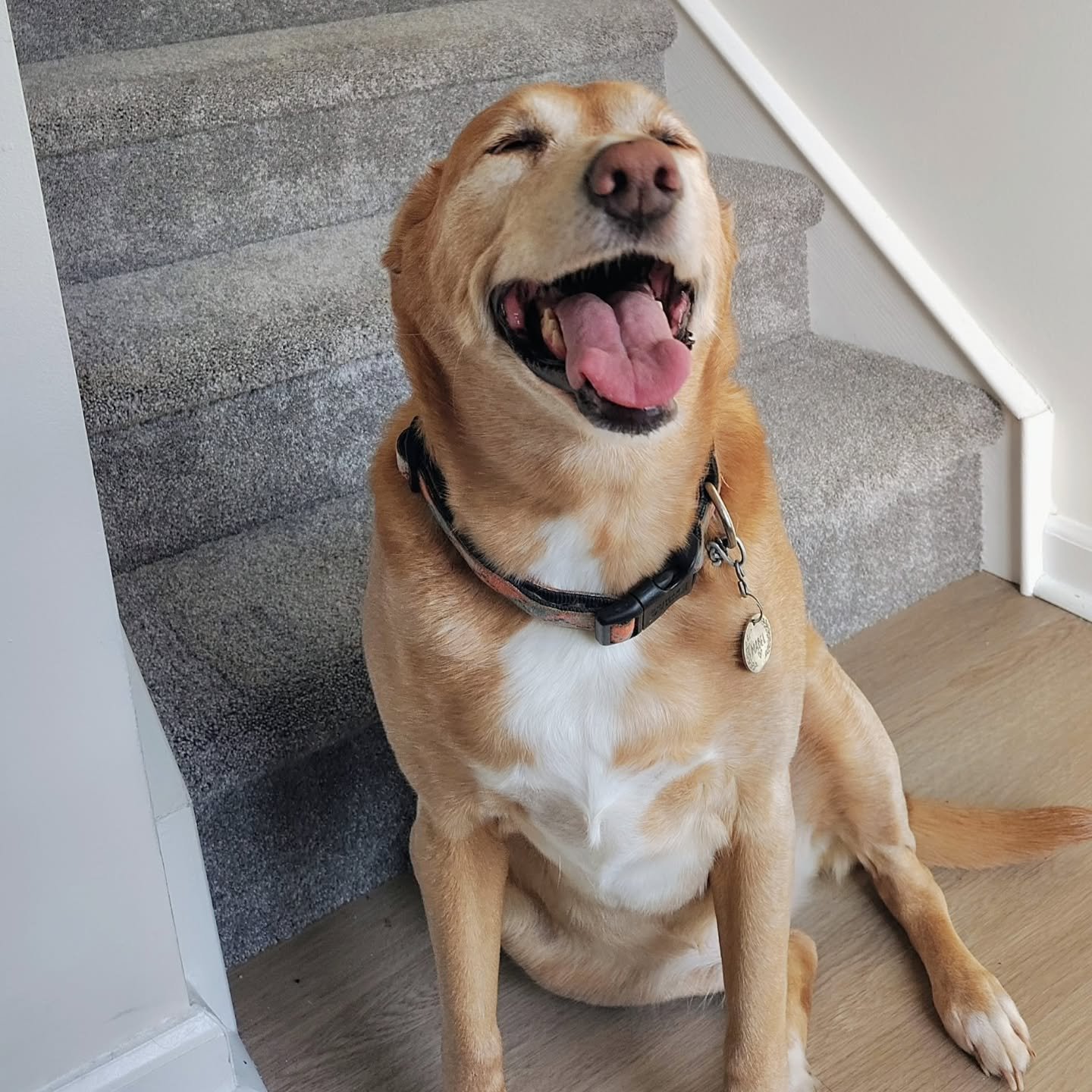 We 💛 our residents&hellip; especially the furry ones!

Did you know Villas at Happy Valley is pet-friendly? With spacious common areas and beautiful green spaces, your furry friend will have plenty of room to play and explore.

We&rsquo;d love to se