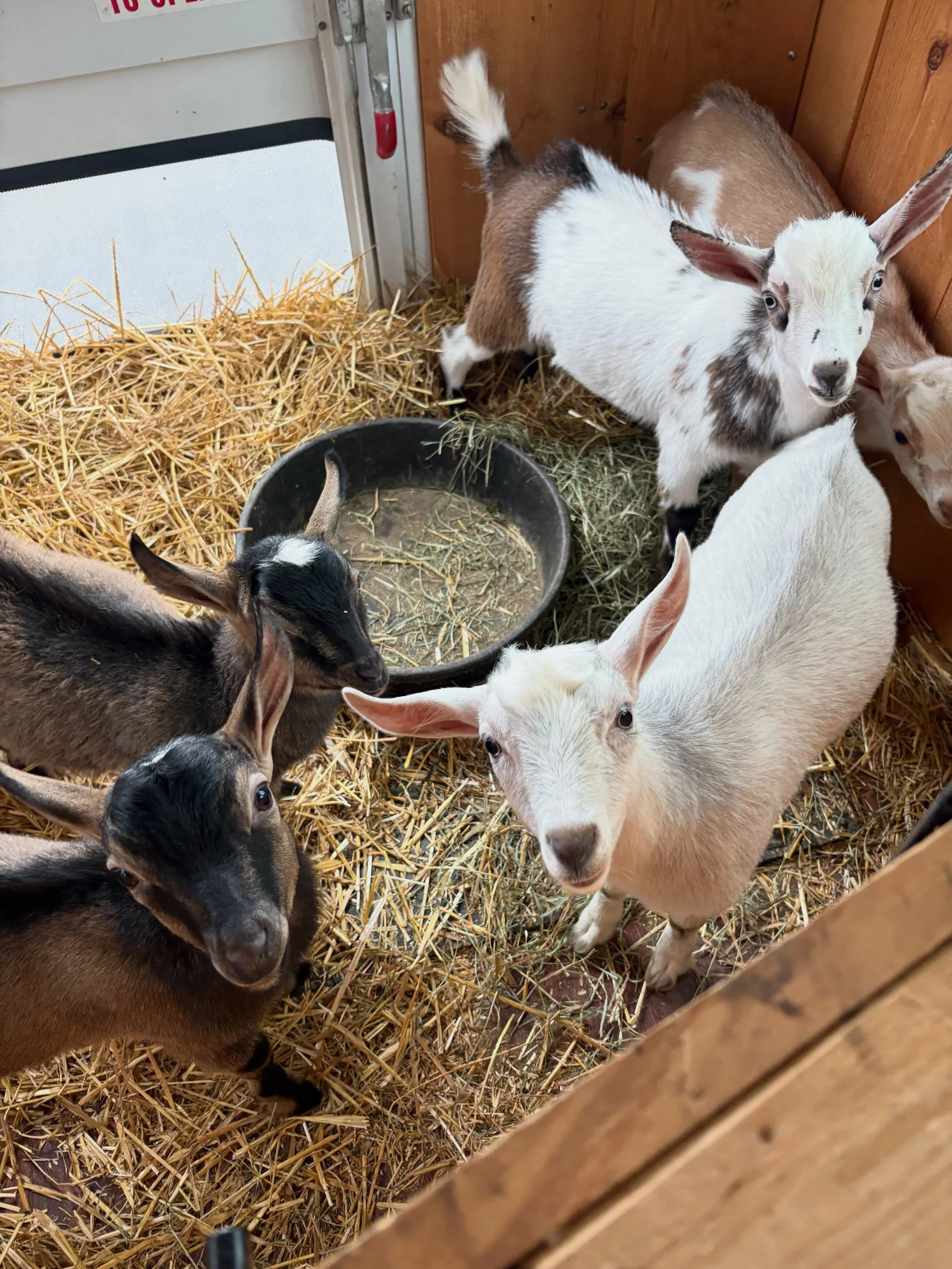 🐐 Goats, good vibes, and the BEST residents! 💙

We had so much fun hanging out with everyone at our Goats 2 Go event! Thanks to everyone who came out and made it such a fun afternoon.

Welcome Week isn&rsquo;t over yet! 🎉 We can&rsquo;t wait to ke