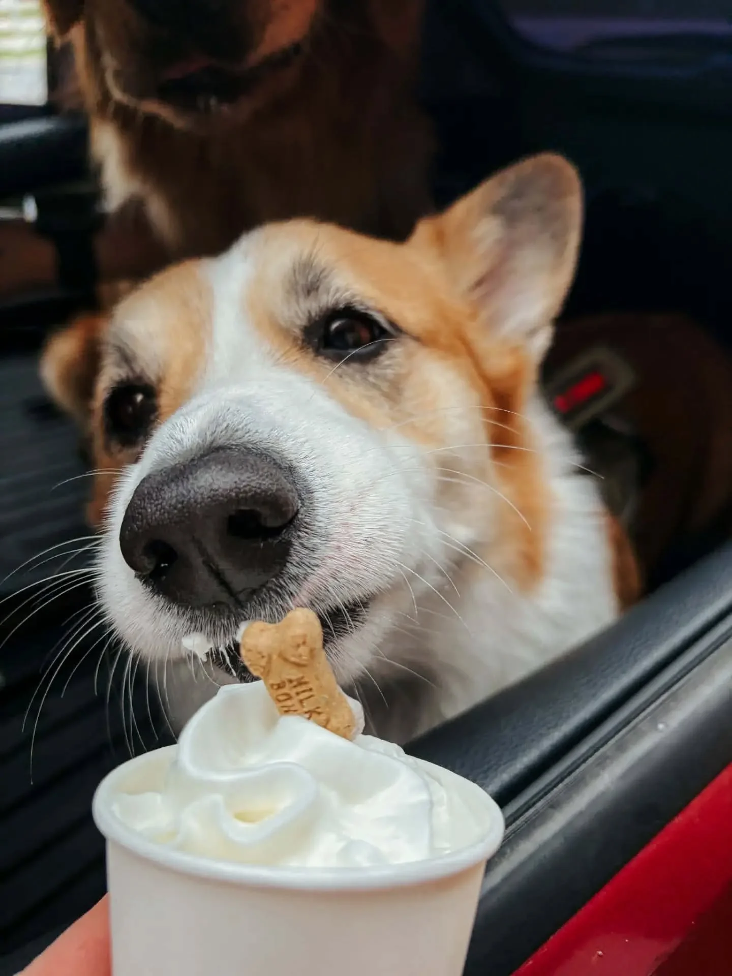 Please tag us in all your pup cup pics 🥹

It wouldn't let us tag all of you, so if you see your pup, tell us their name! 🫶