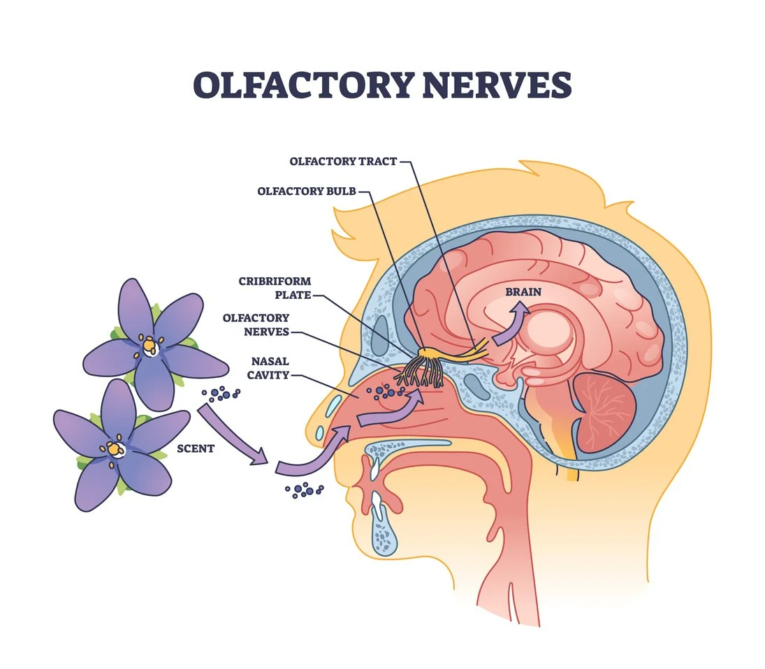 the Connection Between Scent, Memory &amp; Calm