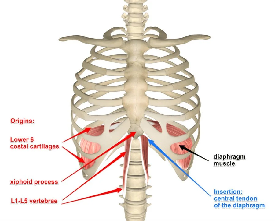 Psoas, Breath, &amp; Anxiety - A Nervous System Conversation