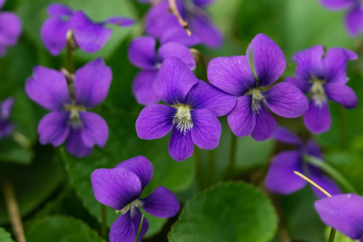 Violet — the Laughing Heart