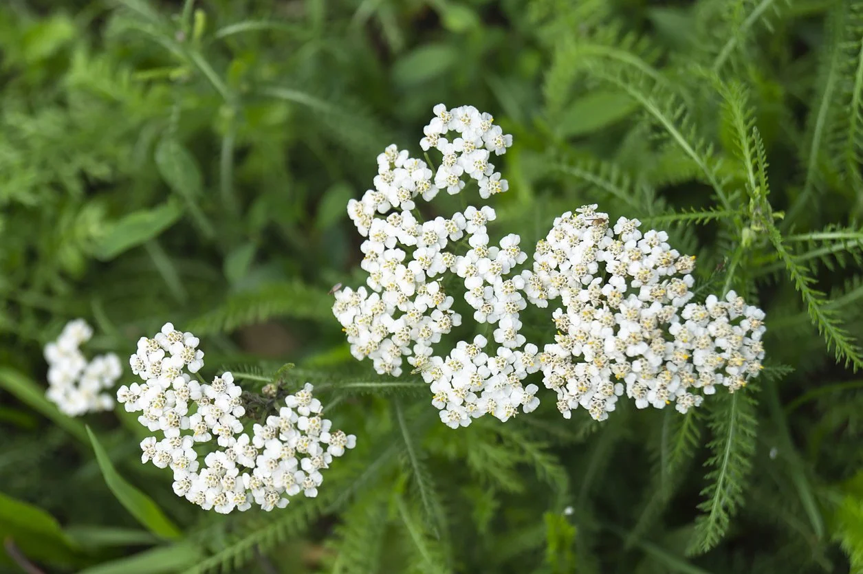 Yarrow — Protector of Boundaries