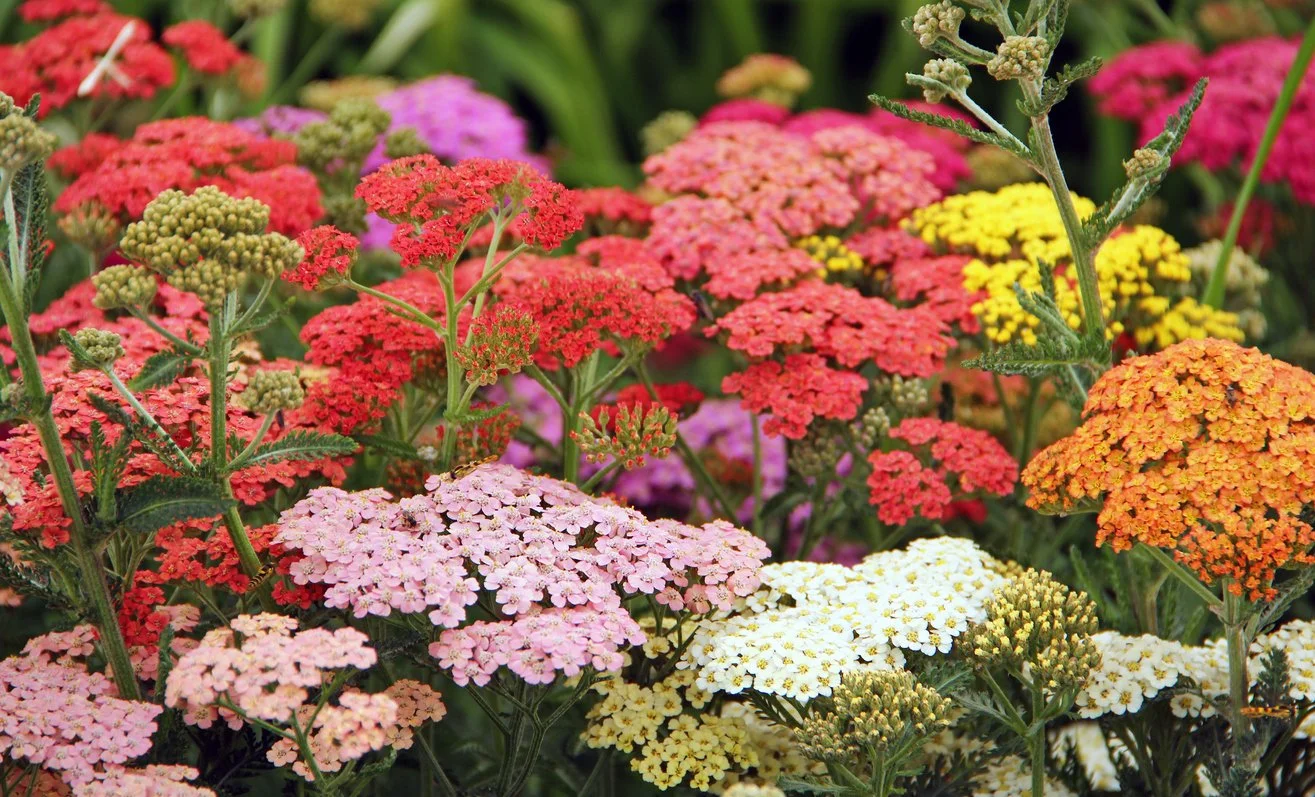 Colors of Yarrow
