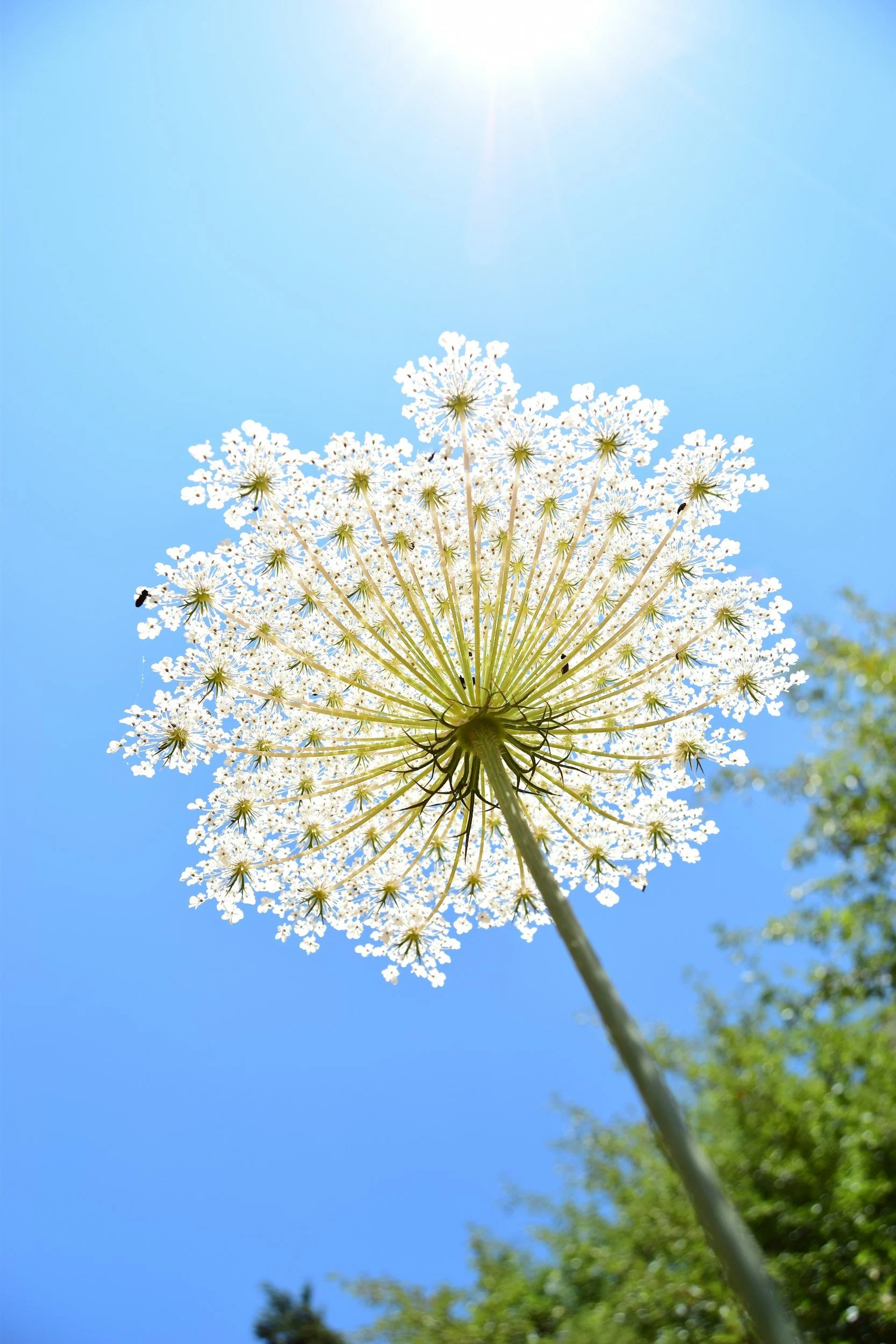 Queen Anne’s Lace - Discernment