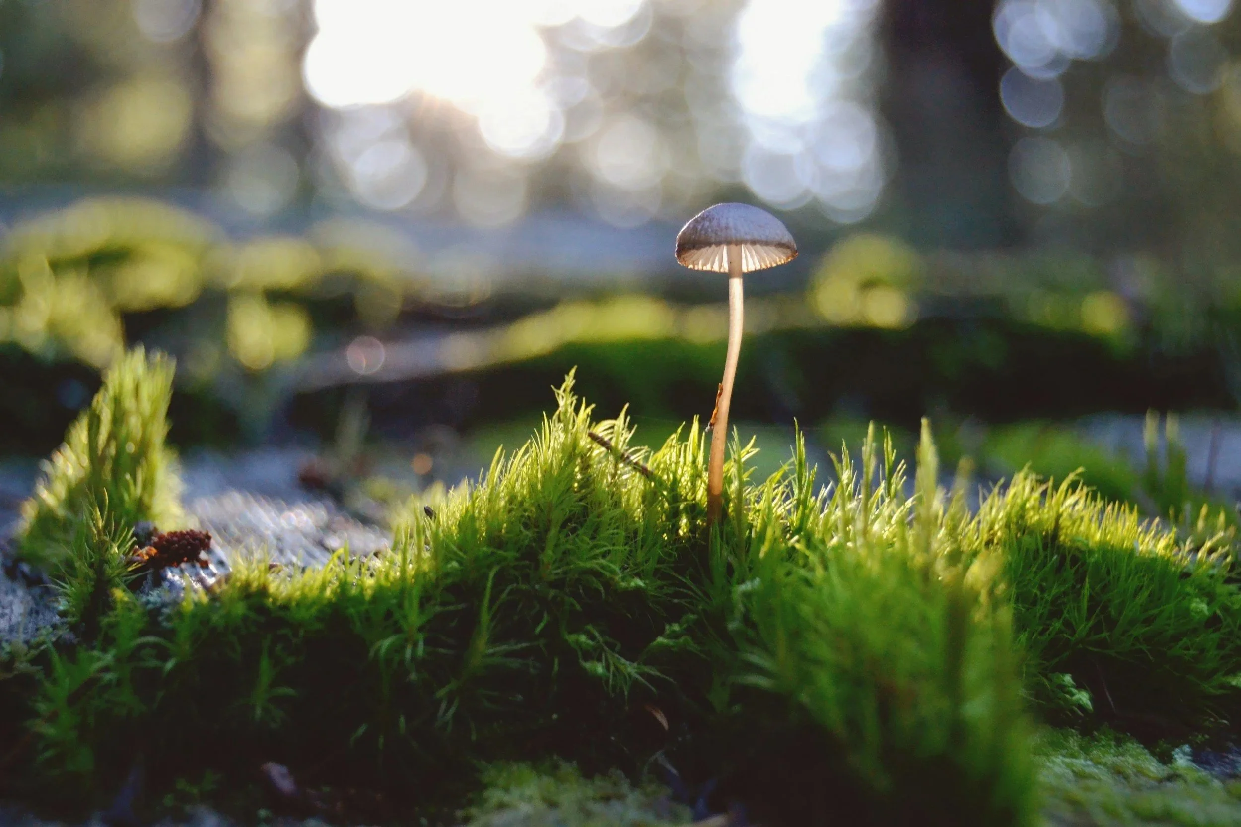 Awareness, Discernment and Neuroplasticity