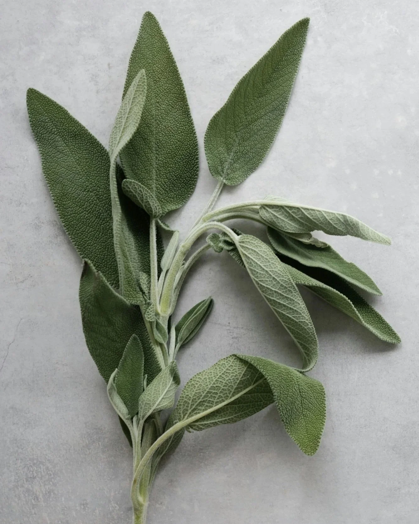 Sage — Wisdom As Protection