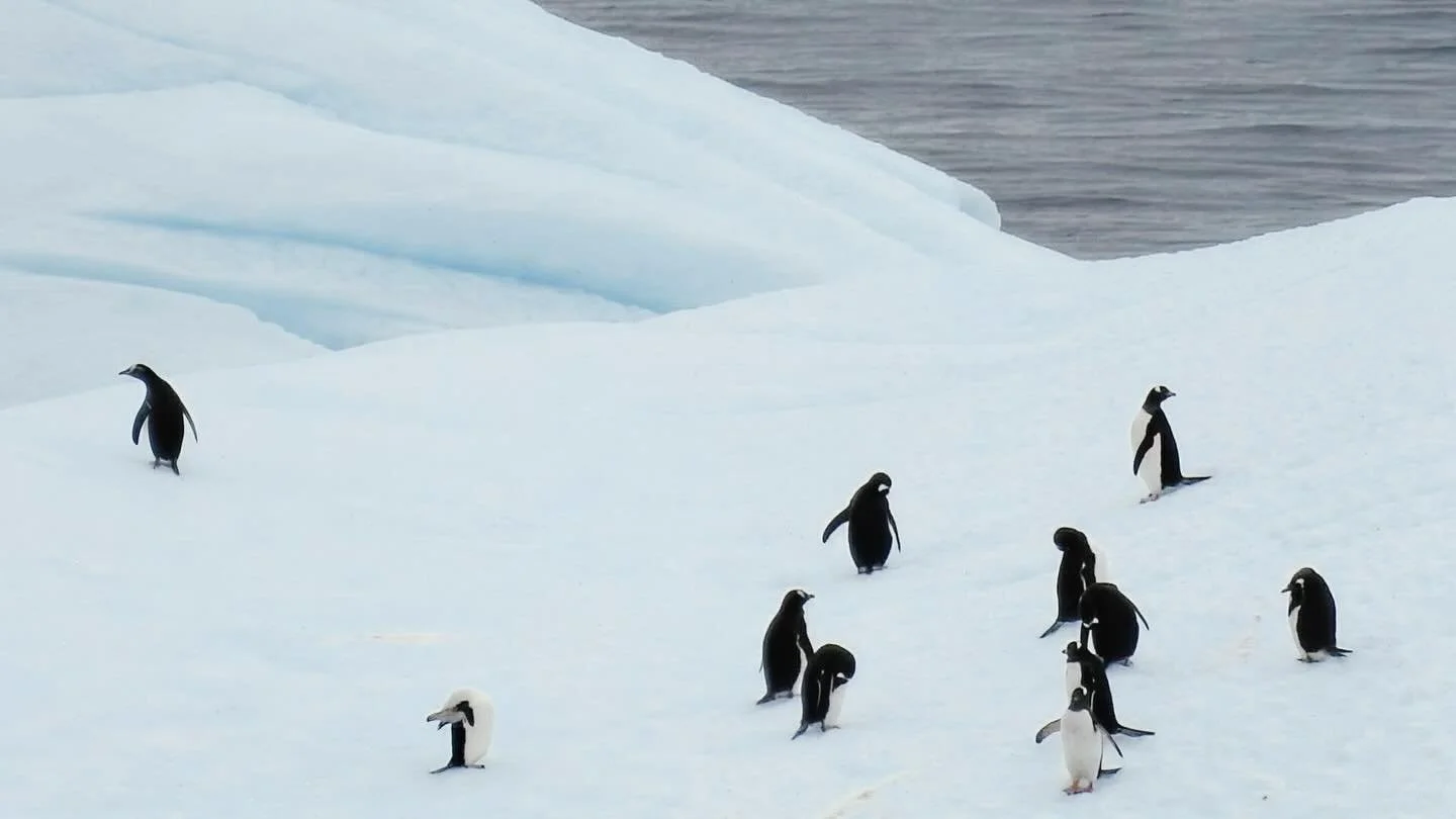 Penguins on an iceberg&hellip;a classic Antarctica moment! 
.
.
#pengins #antarctica #travel #traveltheworld #travelcouple