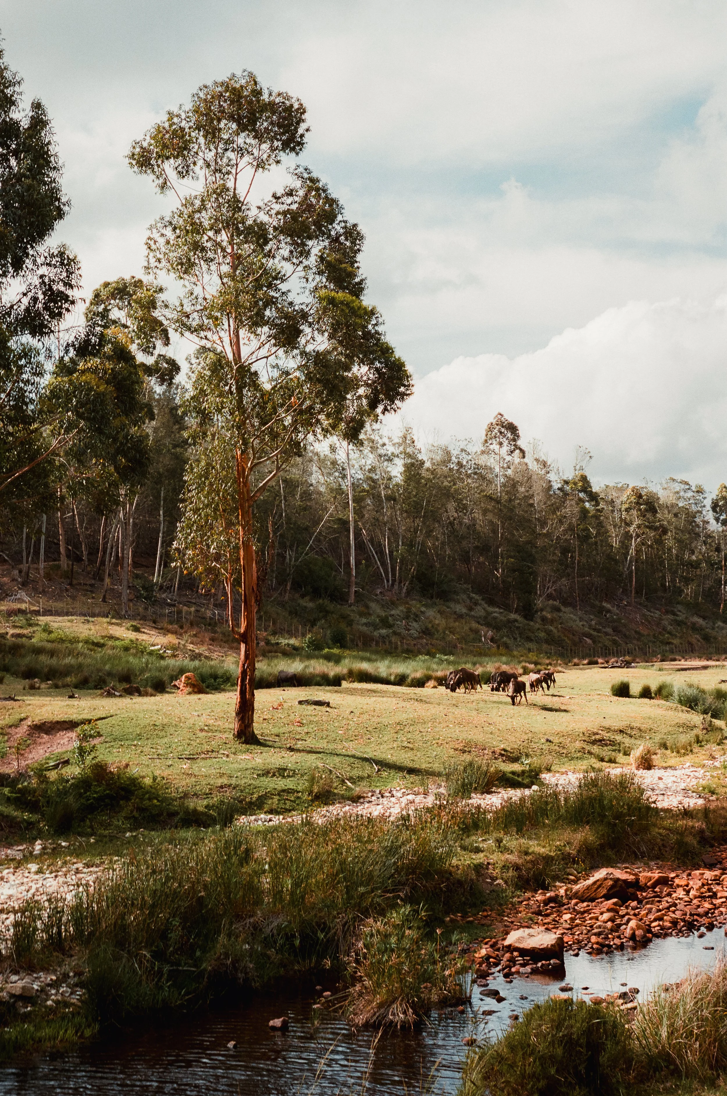 South Africa-22-2 copy.jpg