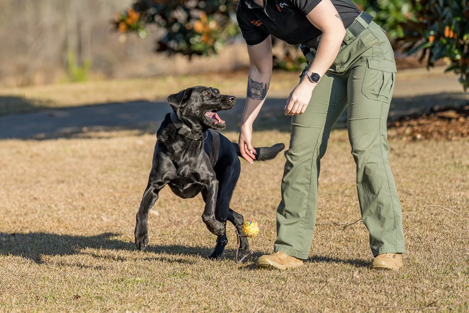 A GK9 handler engages a black detection canine in an outdoor training session, as the canine excitedly jumps toward a toy on a sunny field.