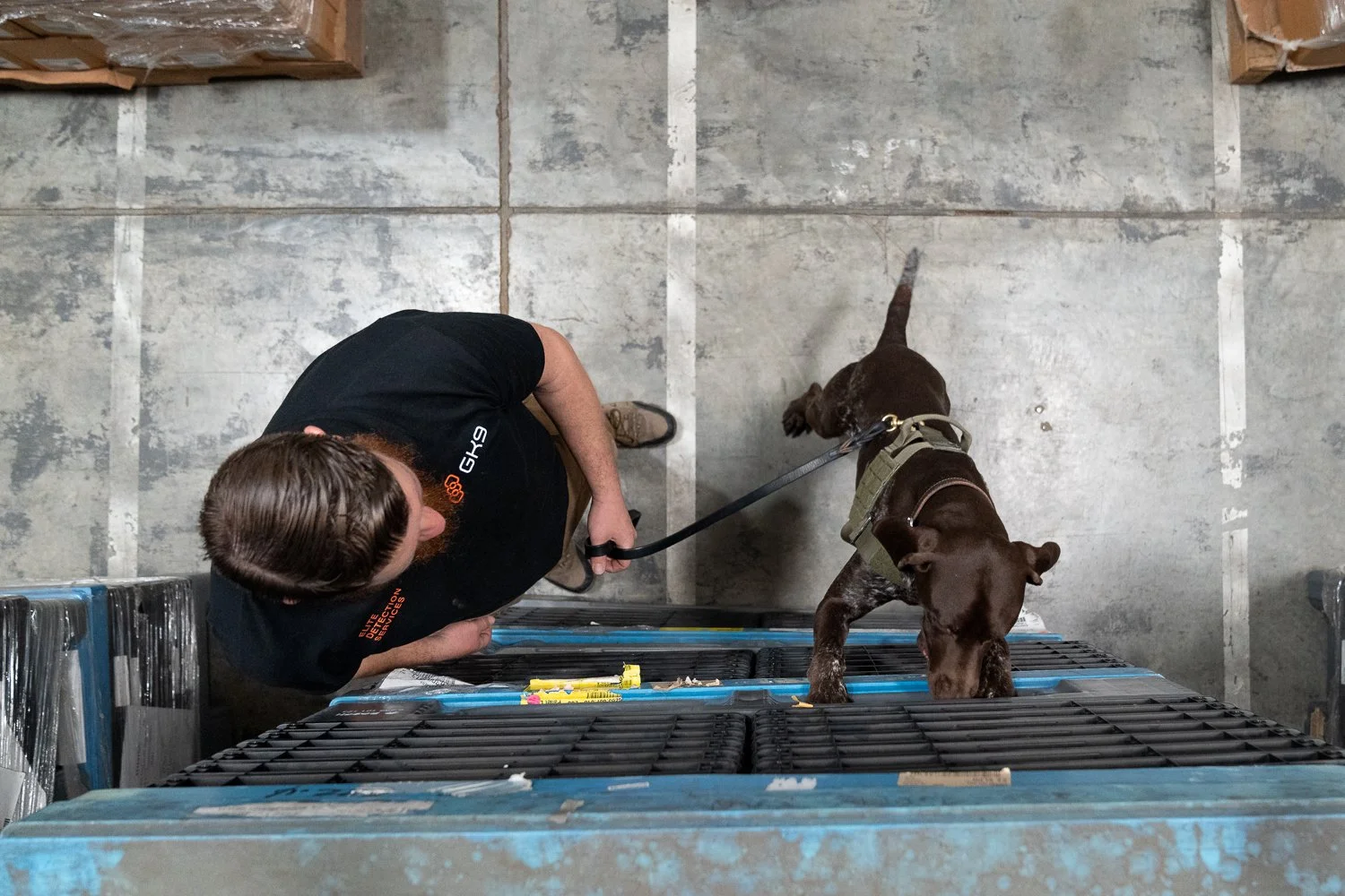 A GK9 handler guides a detection canine as it inspects freight pallets inside a warehouse, viewed from overhead. The canine in a tactical harness searches along the pallet surface while the handler maintains control of the lead.
