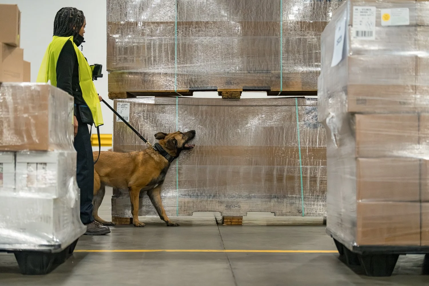 A GK9 handler in a high-visibility vest guides a Belgian Malinois detection canine as it inspects shrink-wrapped freight pallets inside a warehouse.