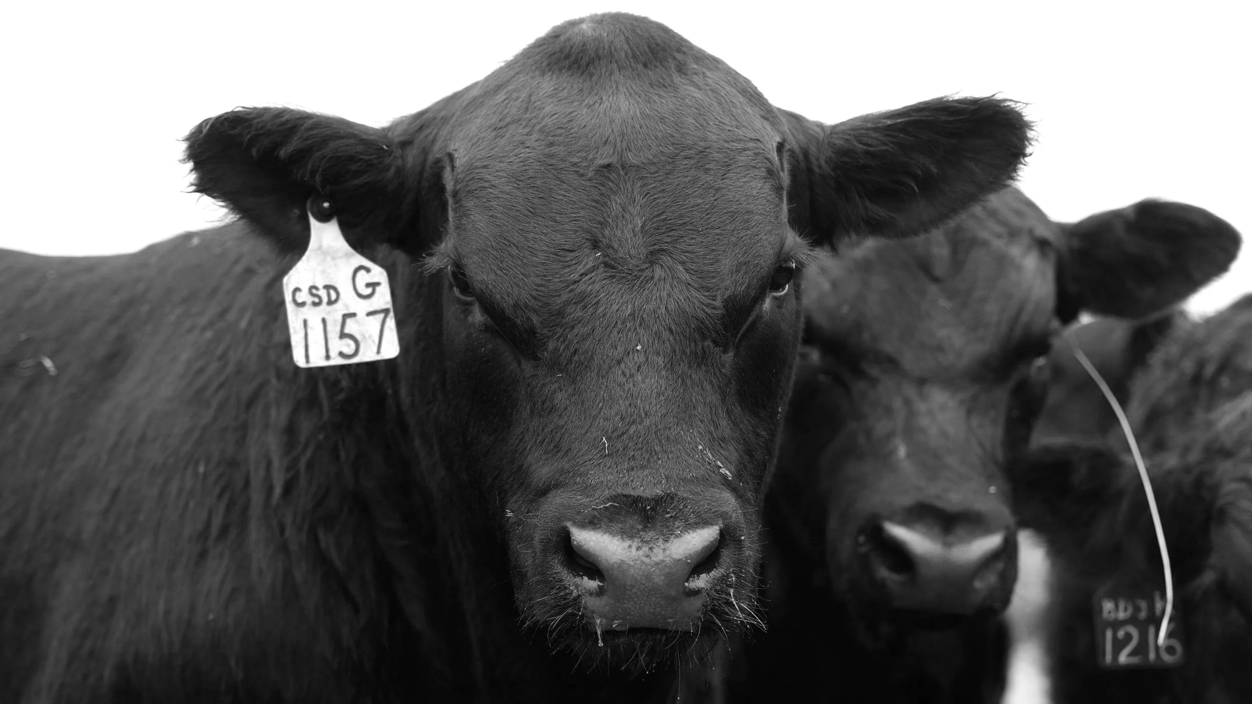 BULL+2.MP4.22_04_24_04.Still001.jpg