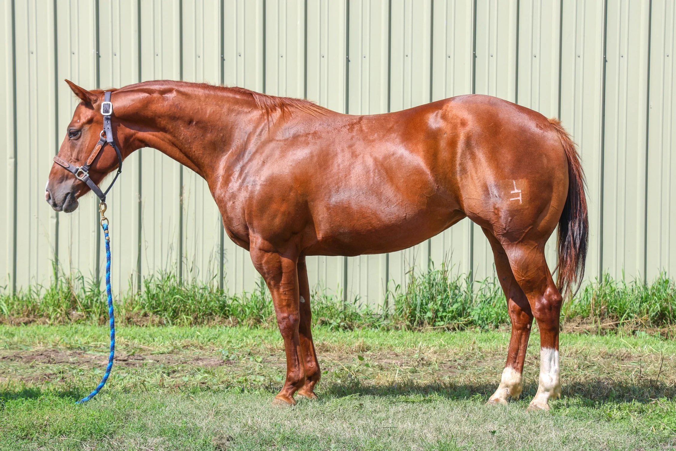 Maizy+2E.jpg