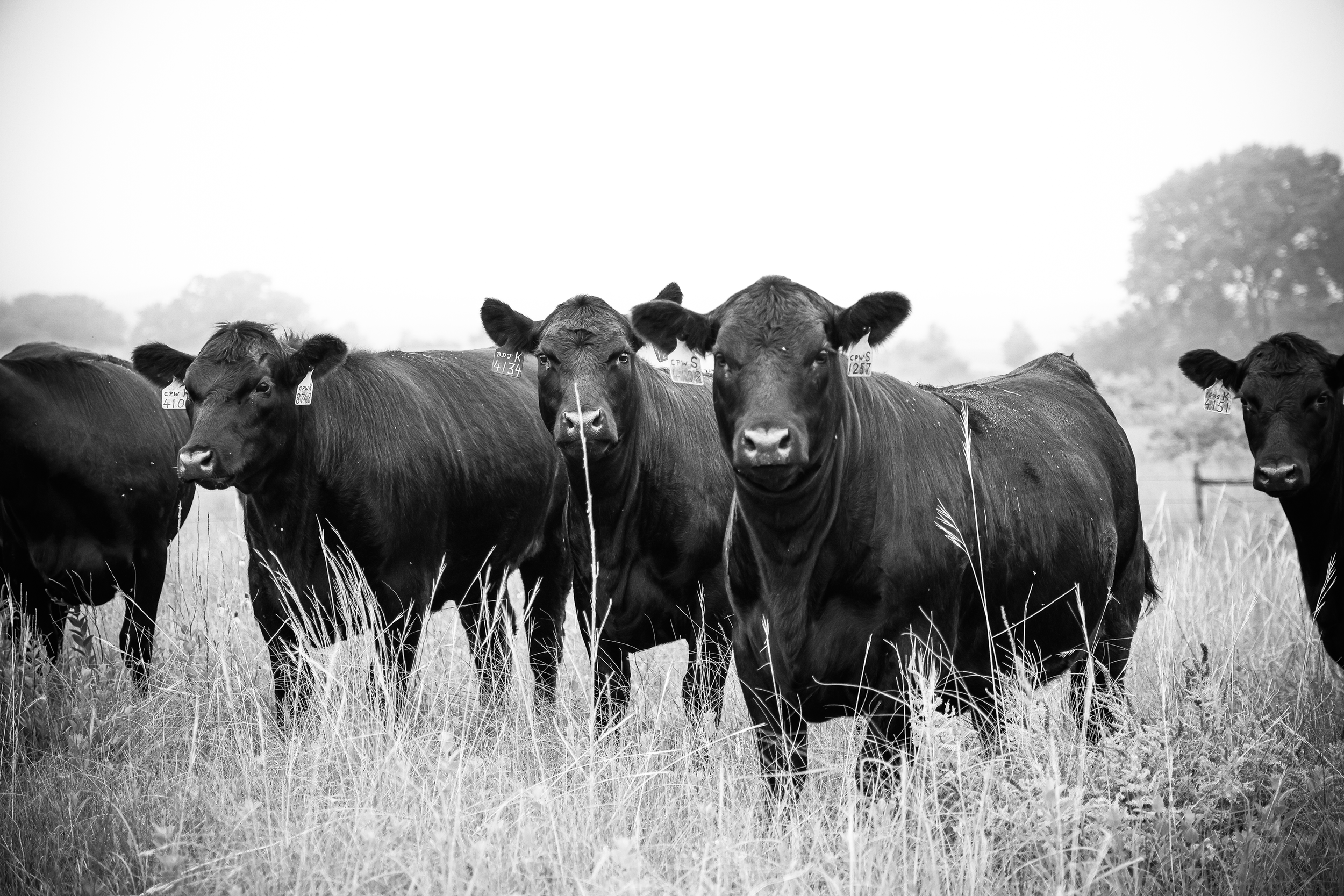 IMG_0454BW.png