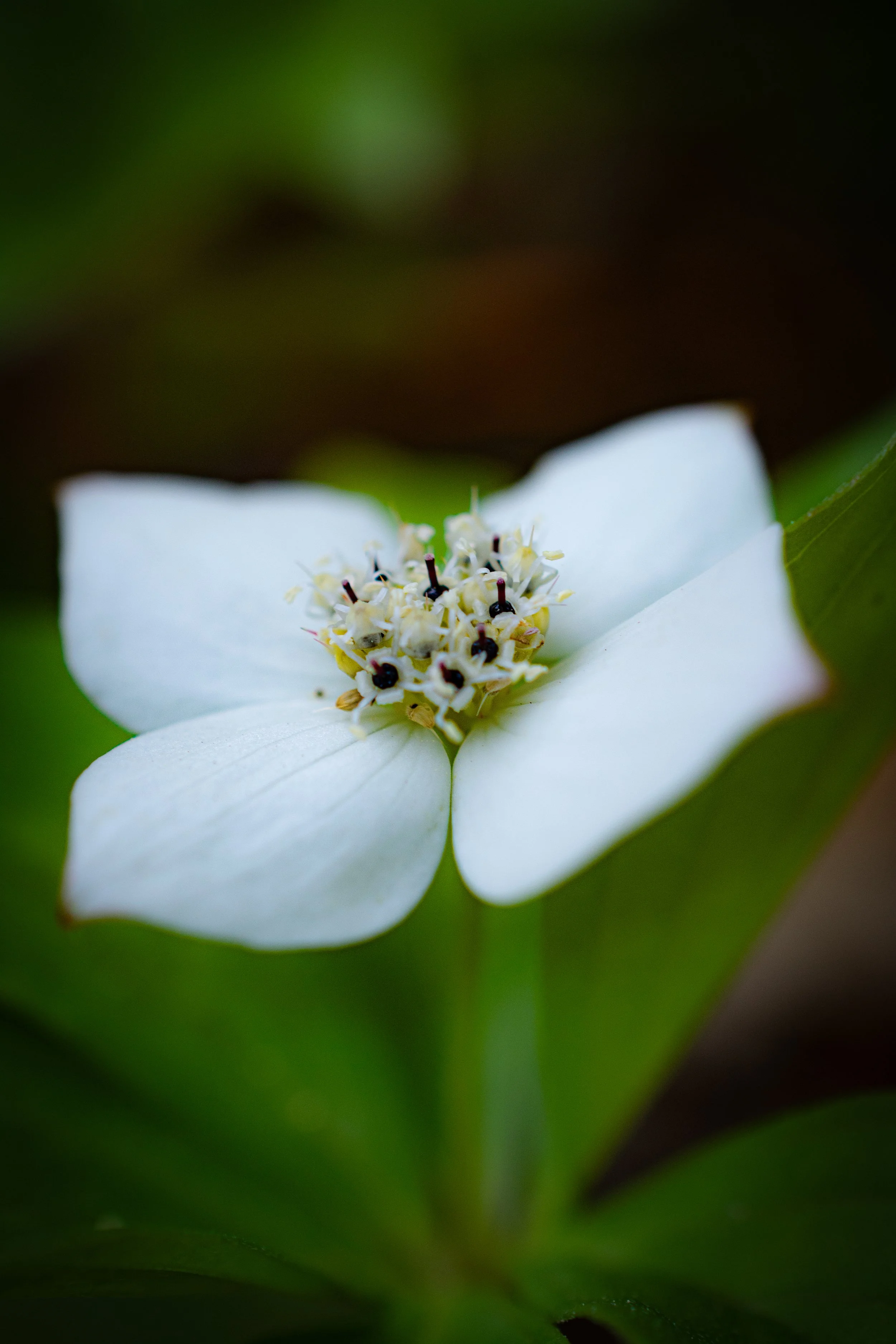 DSC_7488.jpg