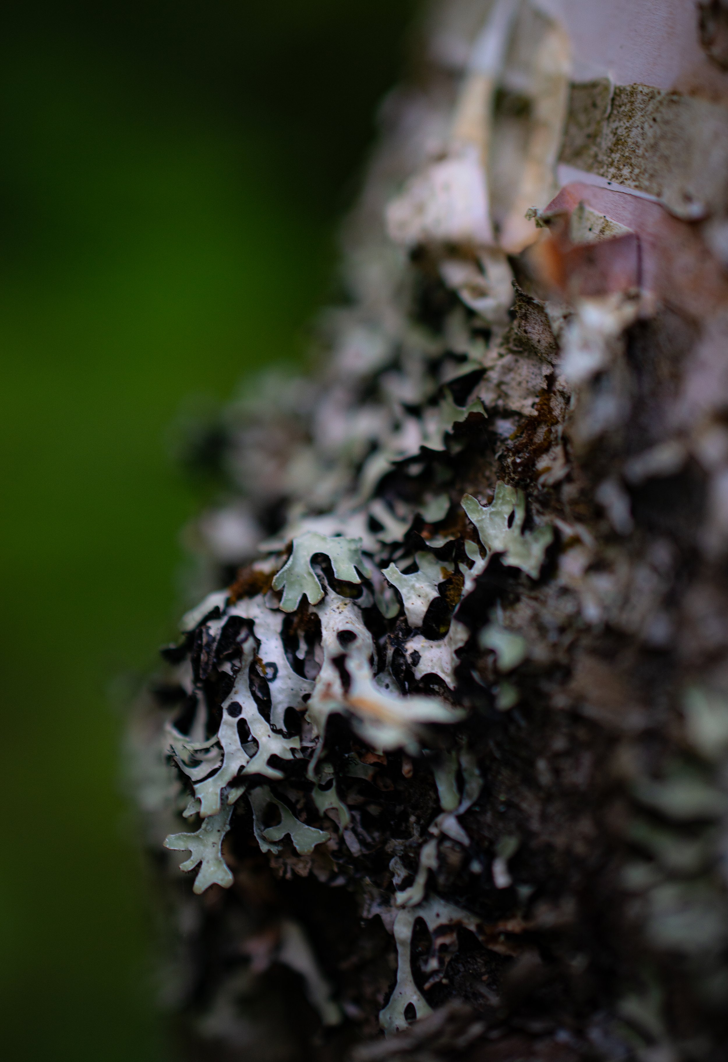 DSC_7519.jpg