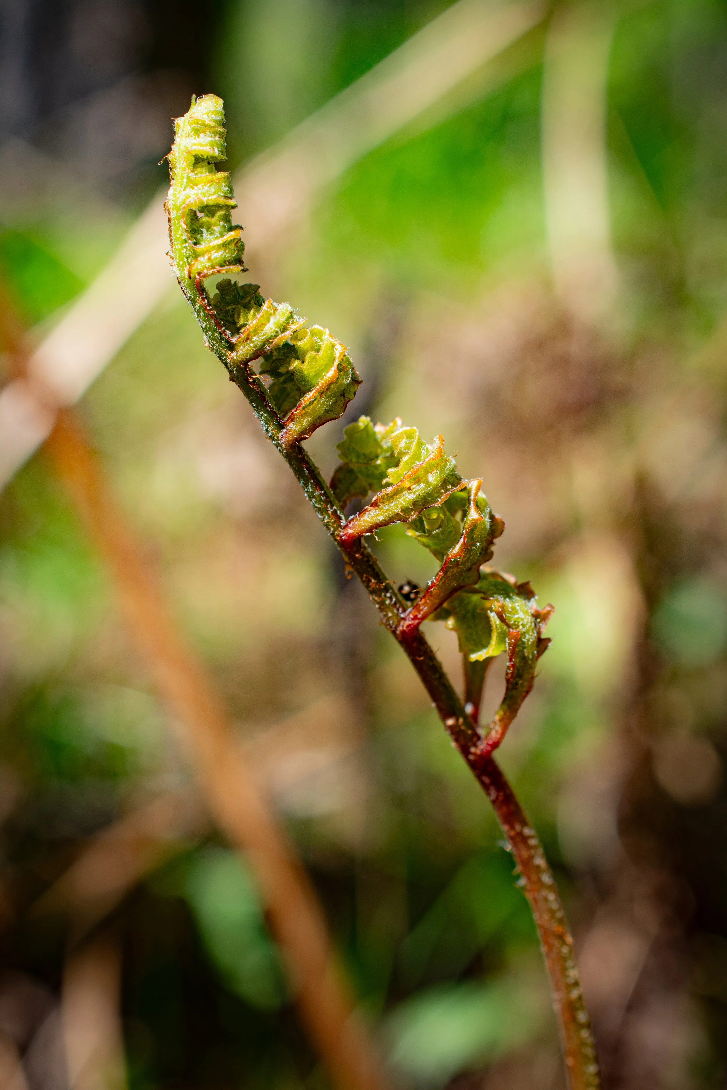 DSC_7459.jpg