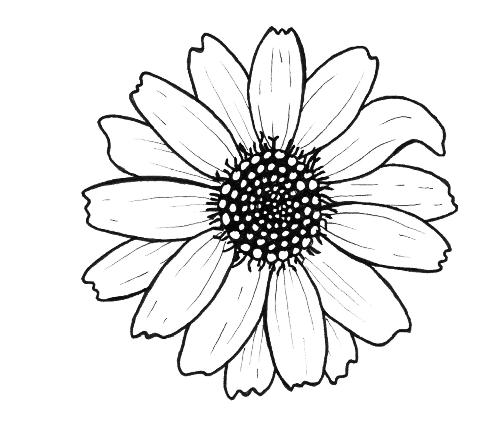 Dyers Chamomile 2.jpg