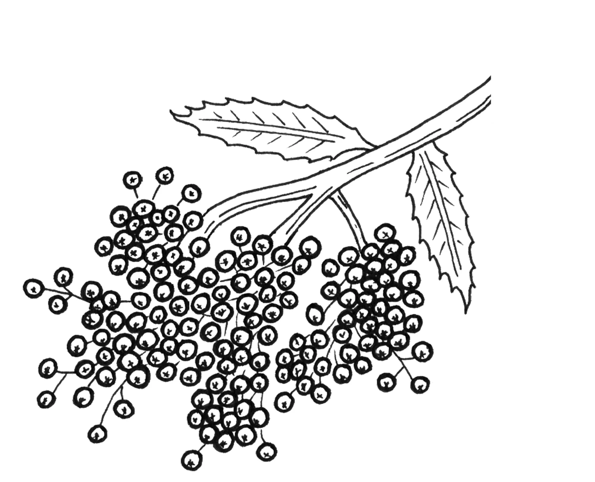 Elderberry 1.jpg