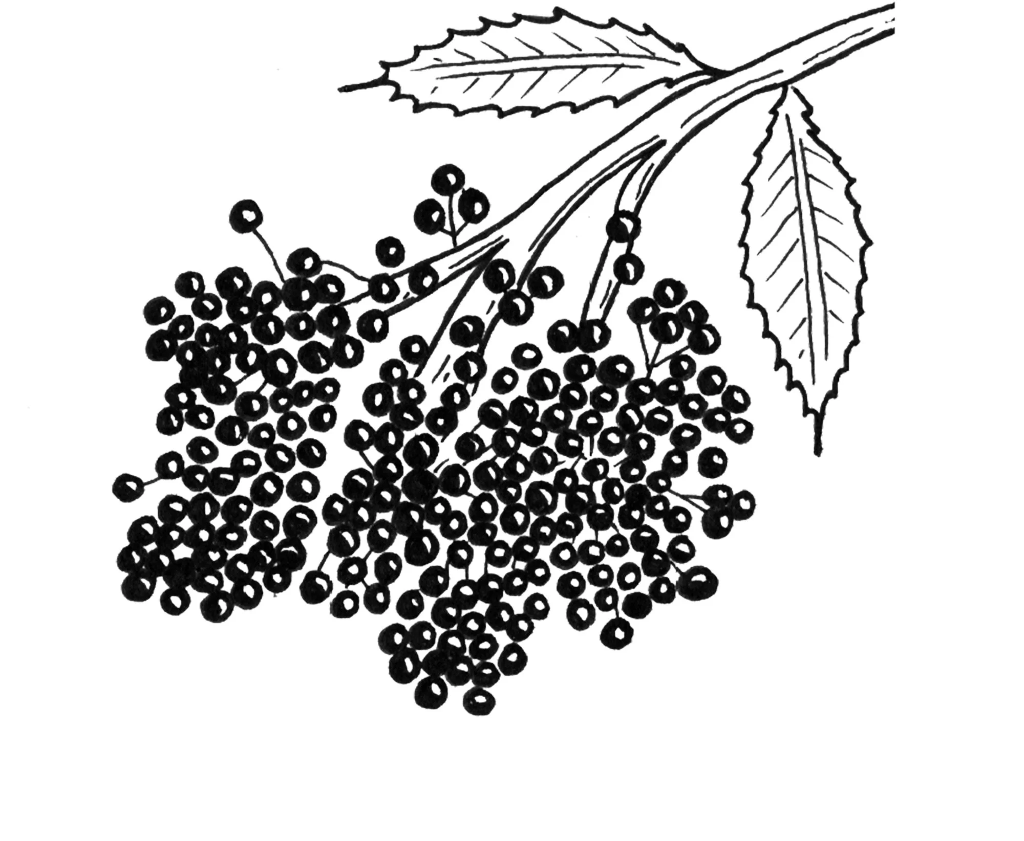 Elderberry 2.jpg