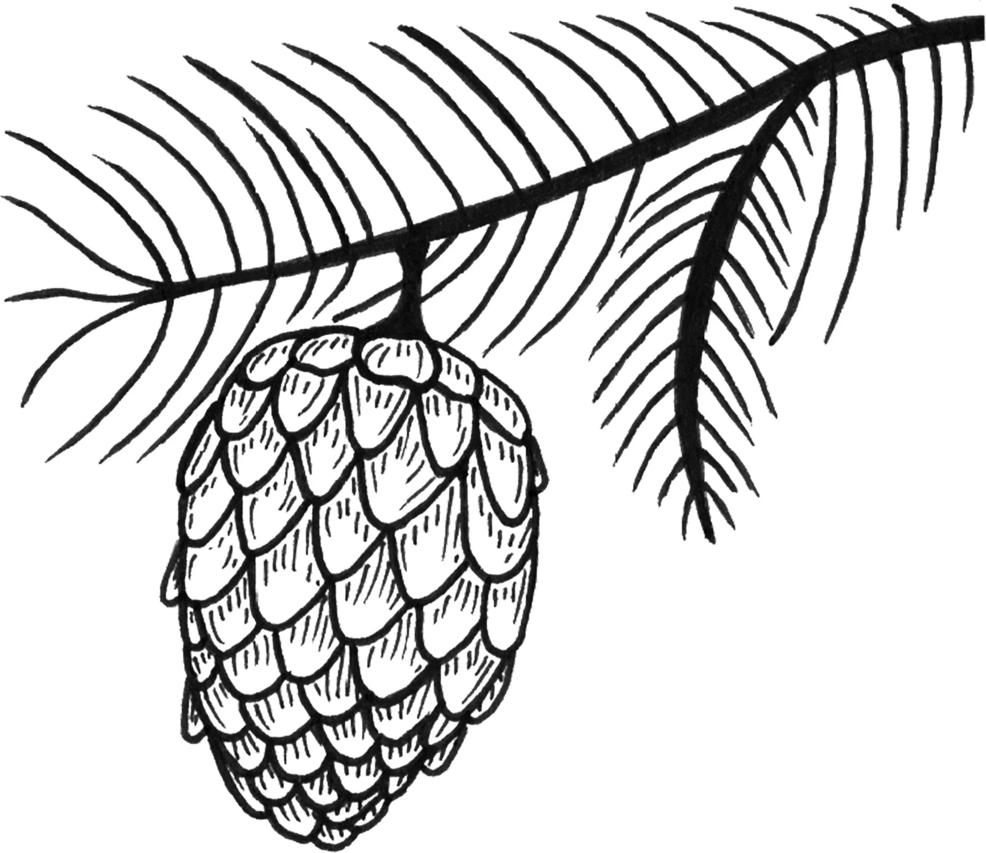 Pinecones 1.jpg