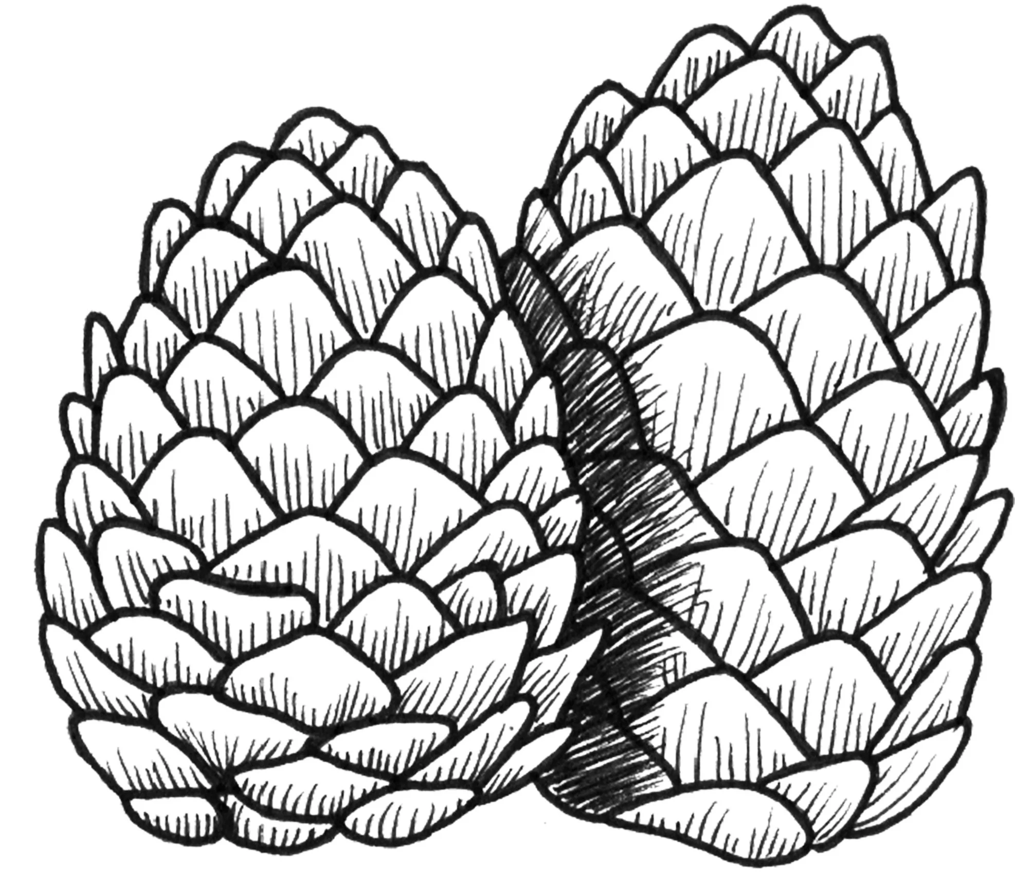 Pinecones 2.jpg