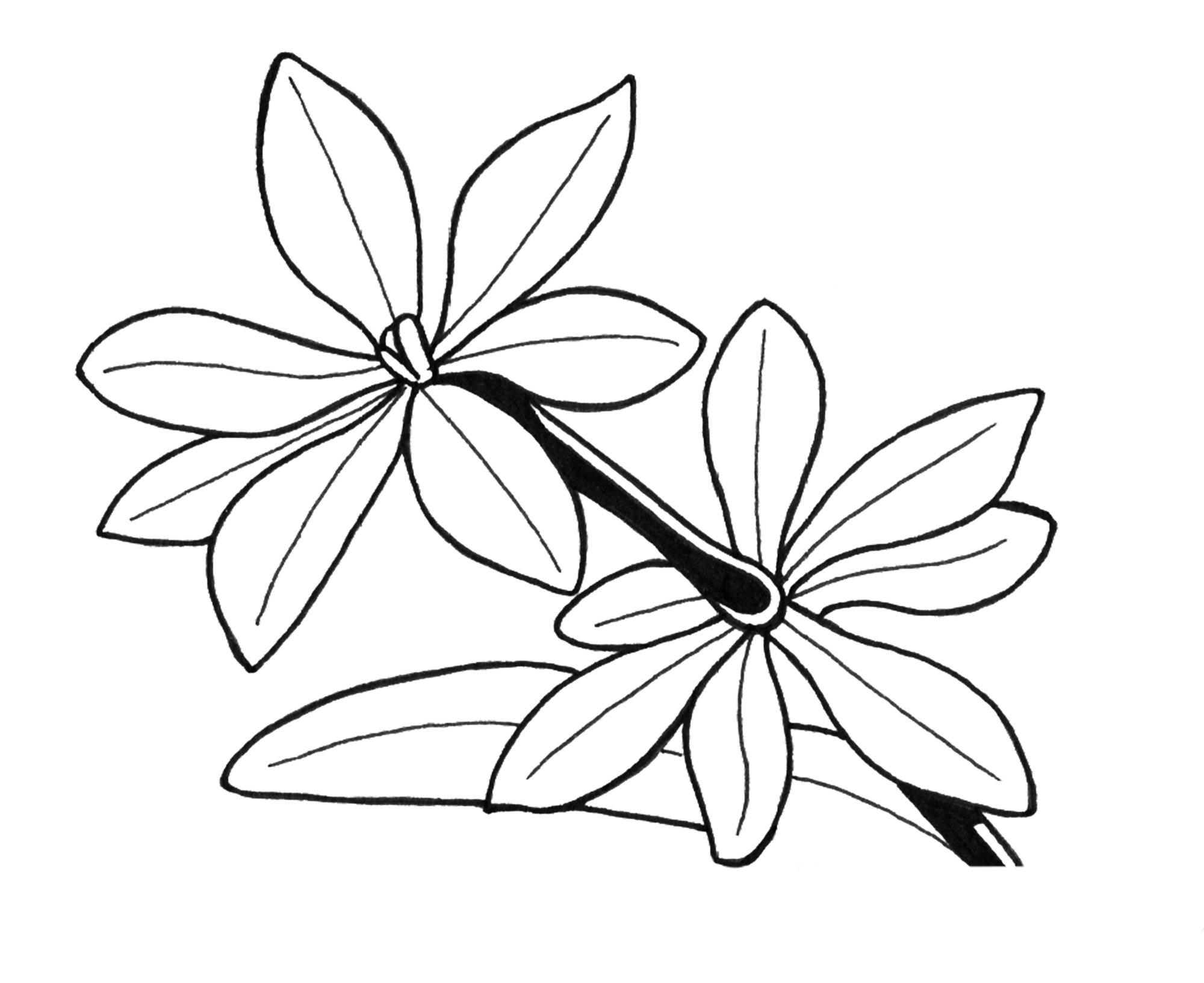 Sweet Woodruff 2.jpg