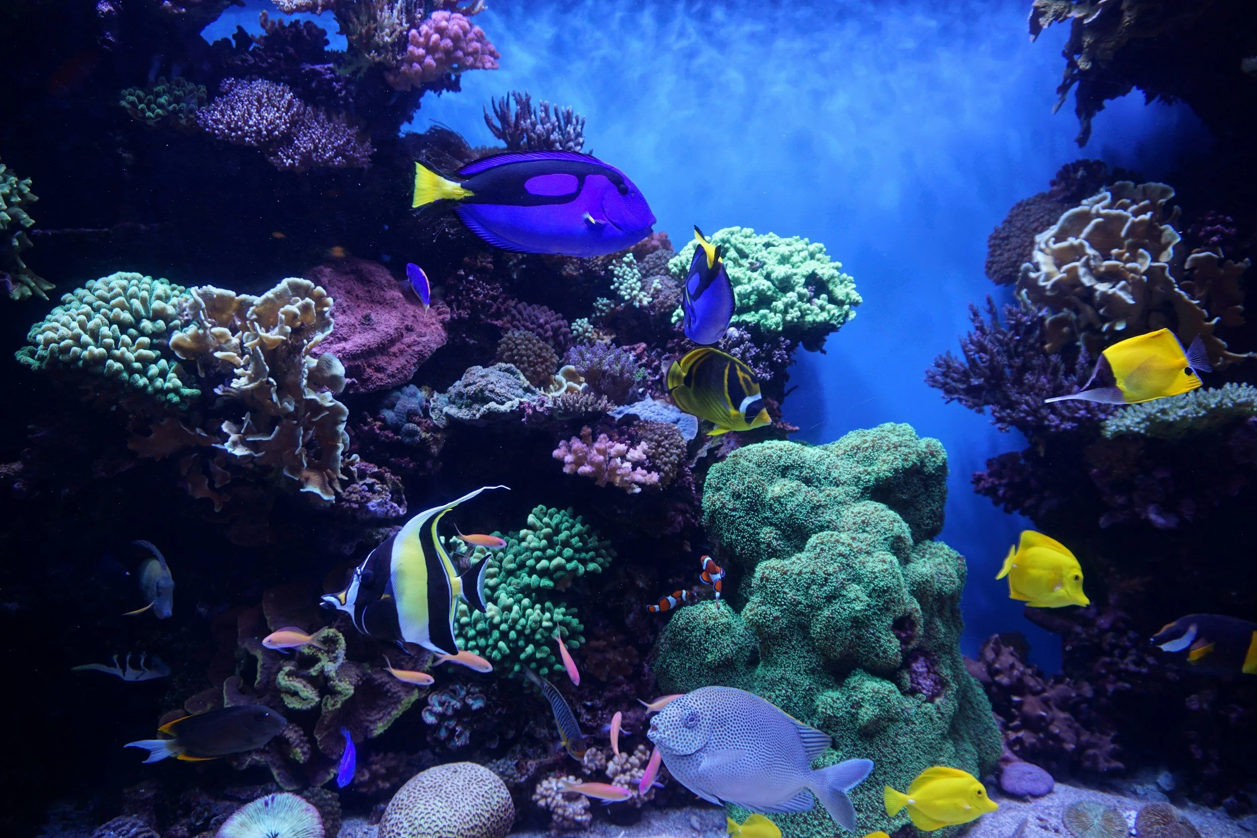 Colorful tropical fish swimming near coral reefs in an underwater scene.
