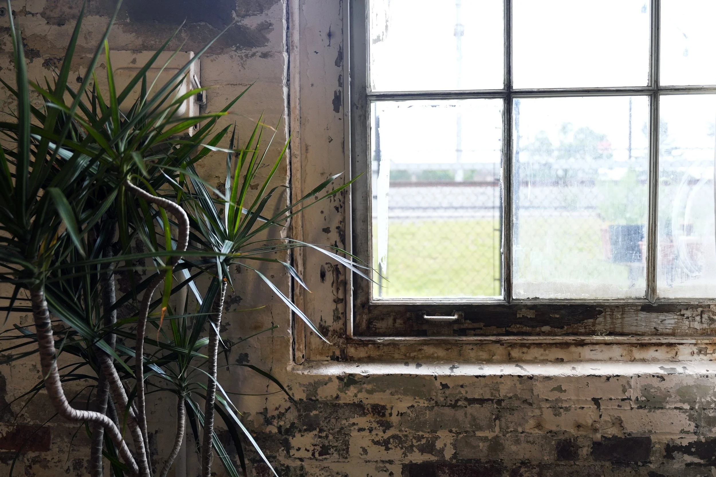 A window with peeling paint and old glass panes, next to a green potted plant with long, narrow leaves. The background shows a yard with grass and a fence.