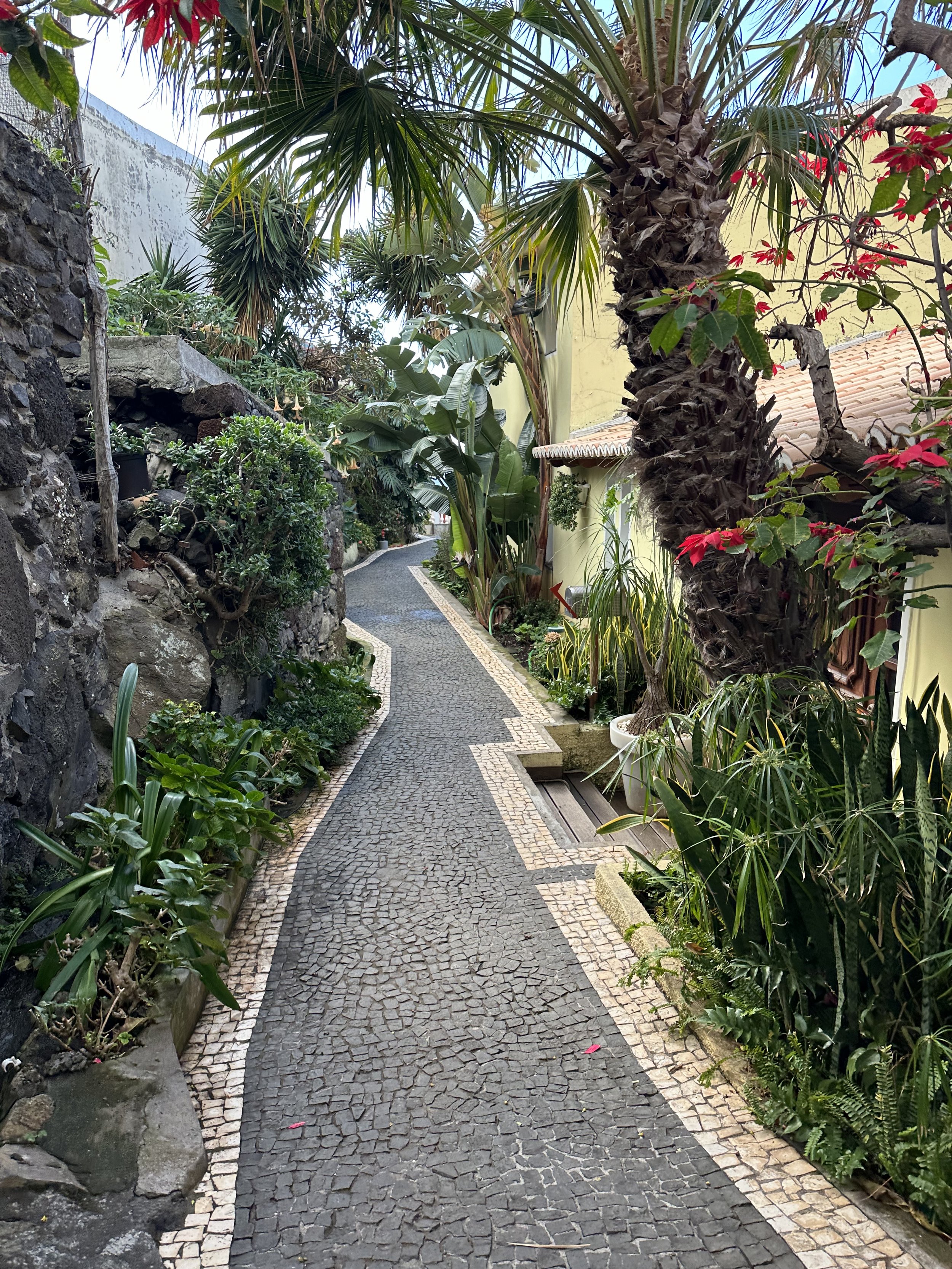 Making friends in Madeira: stray peacocks and a family of donkeys